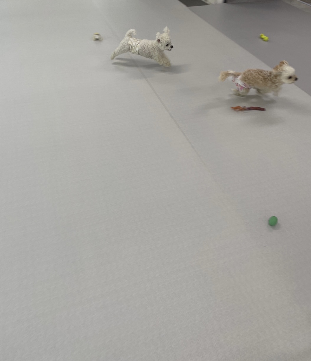 메리펫애견유치원 대표 이미지