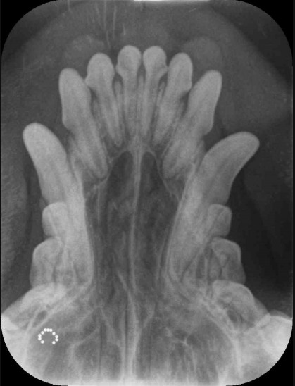 위례 바른 동물의료센터 대표 이미지