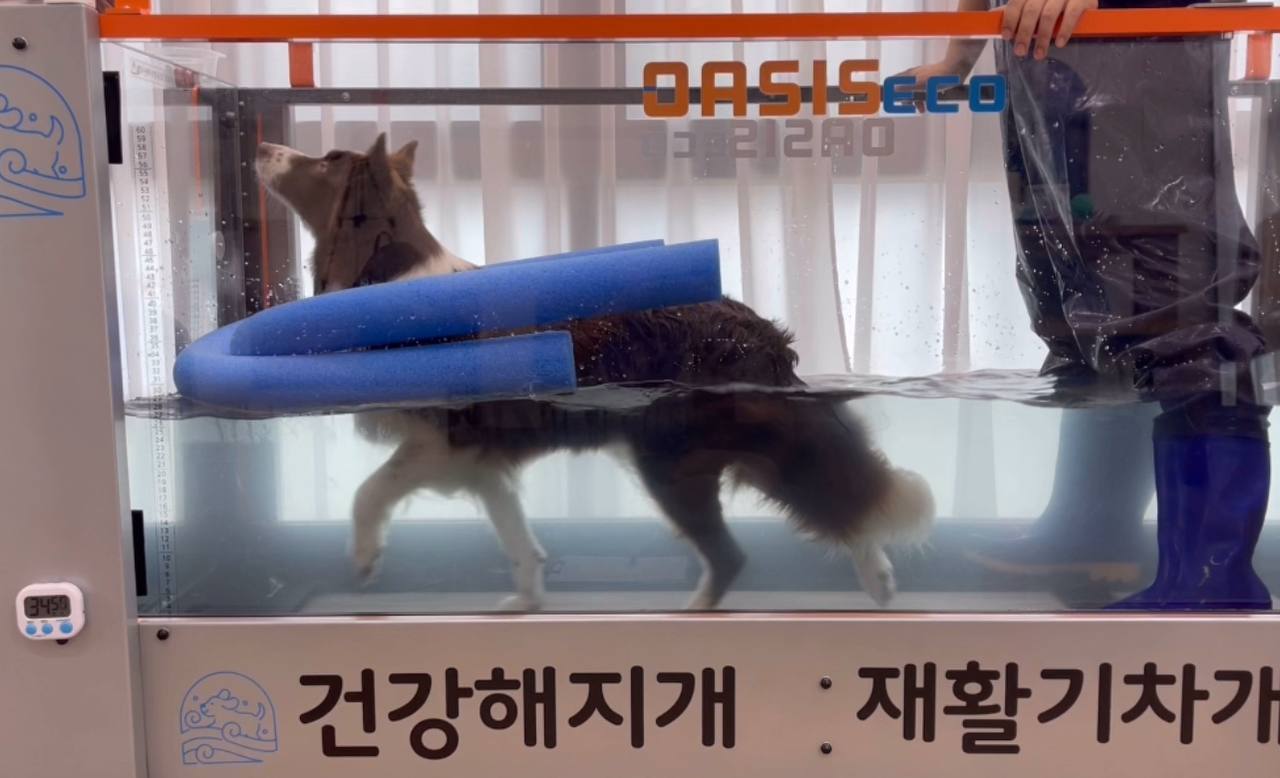 건강해지개 재활기차개 대표 이미지 - 수중 트레드밀