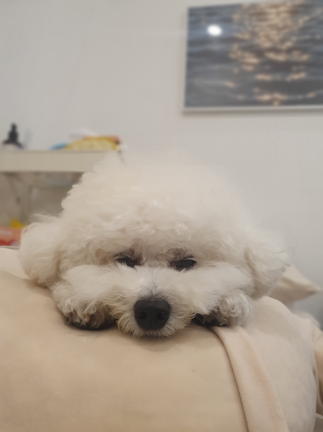 디어코코 강아지유치원&애견호텔 대표 이미지