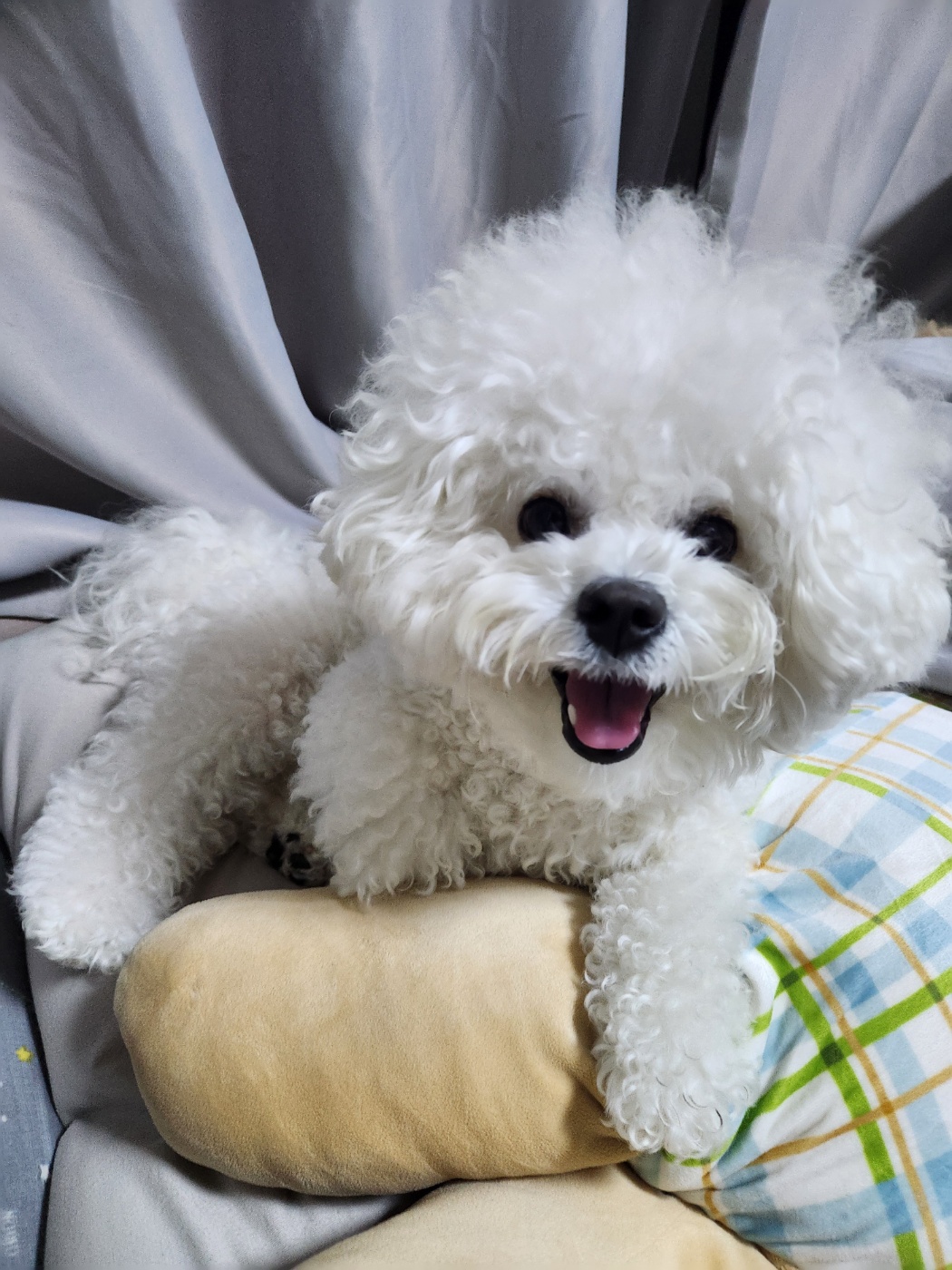 디어코코 강아지유치원&애견호텔 대표 이미지