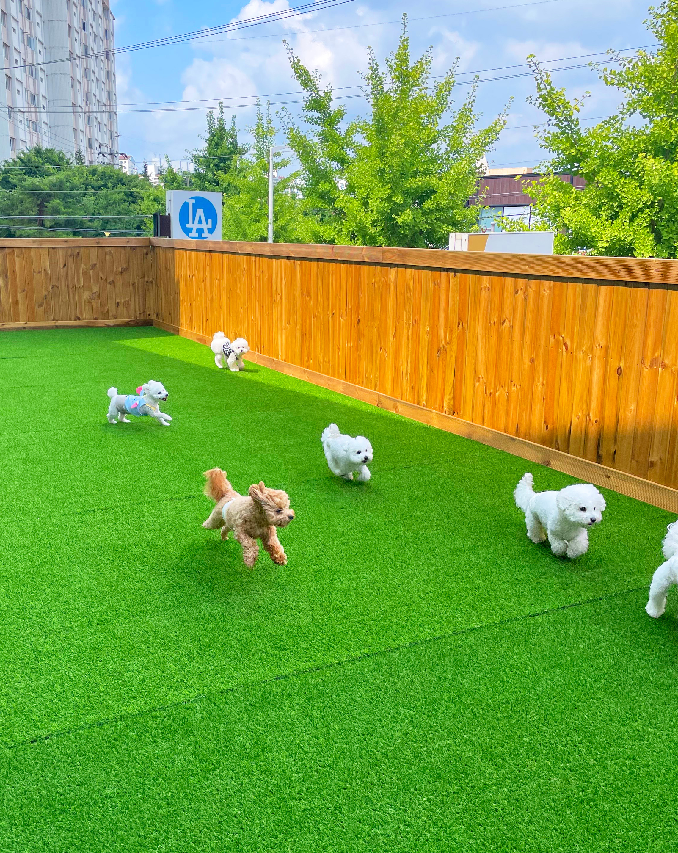 멍문대 애견유치원&애견호텔