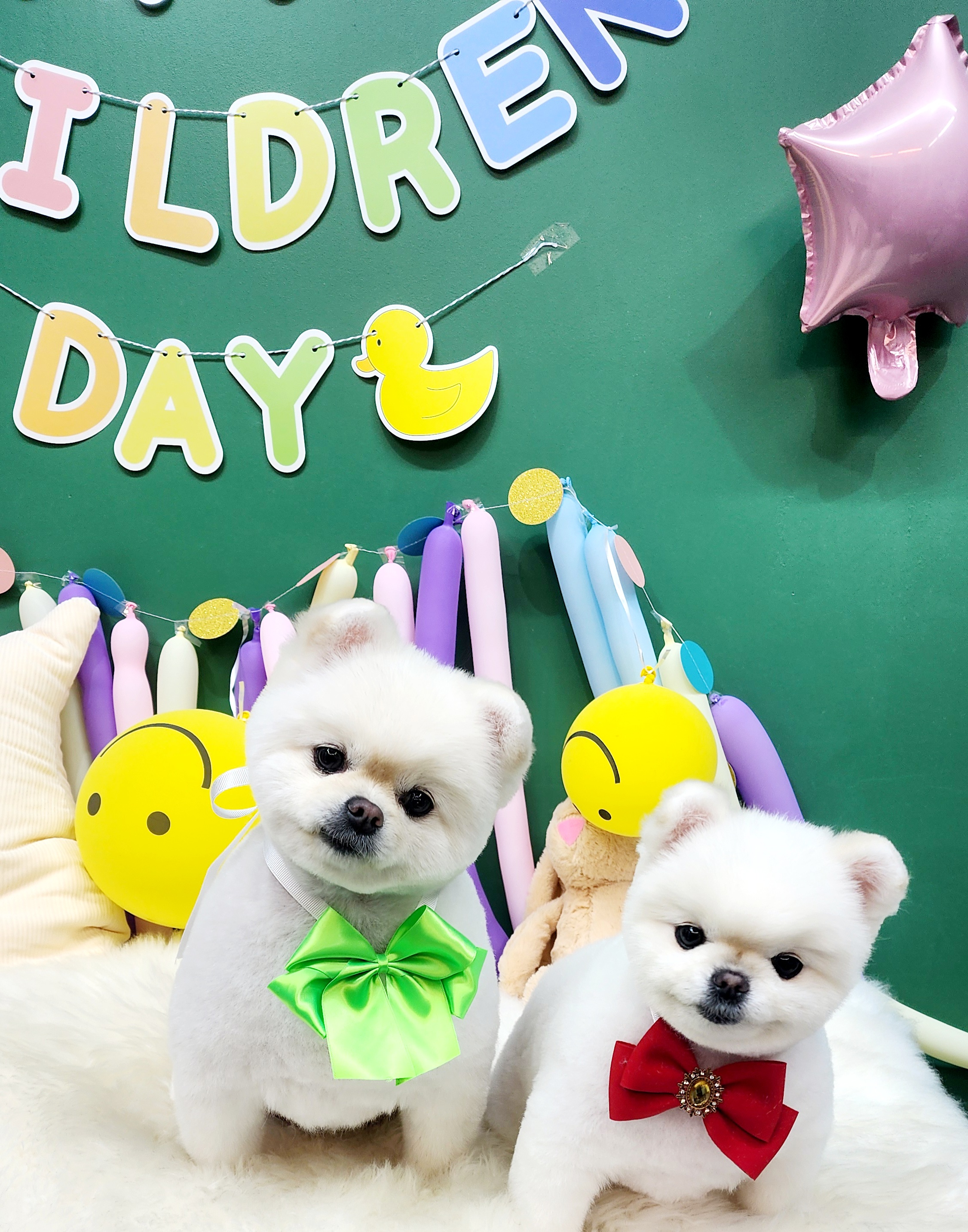 쇼룸 펫뷰티샵 대표 이미지