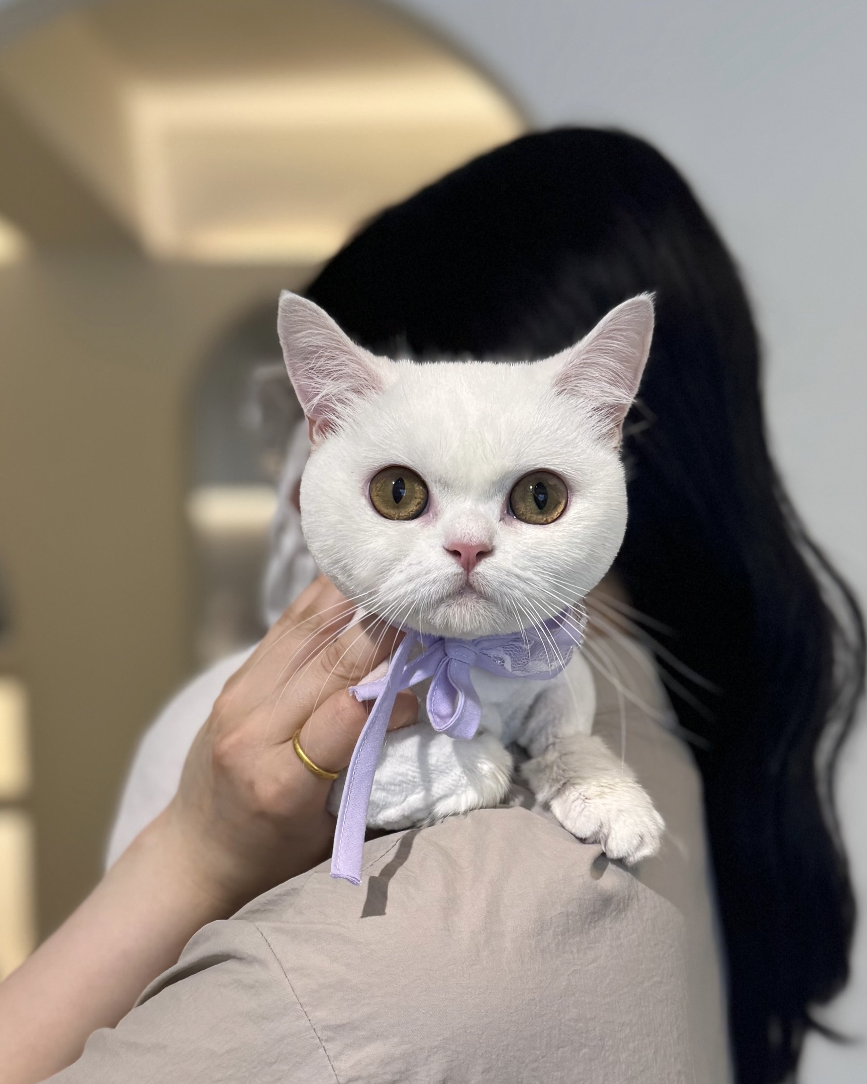 플러피캣 대표 이미지