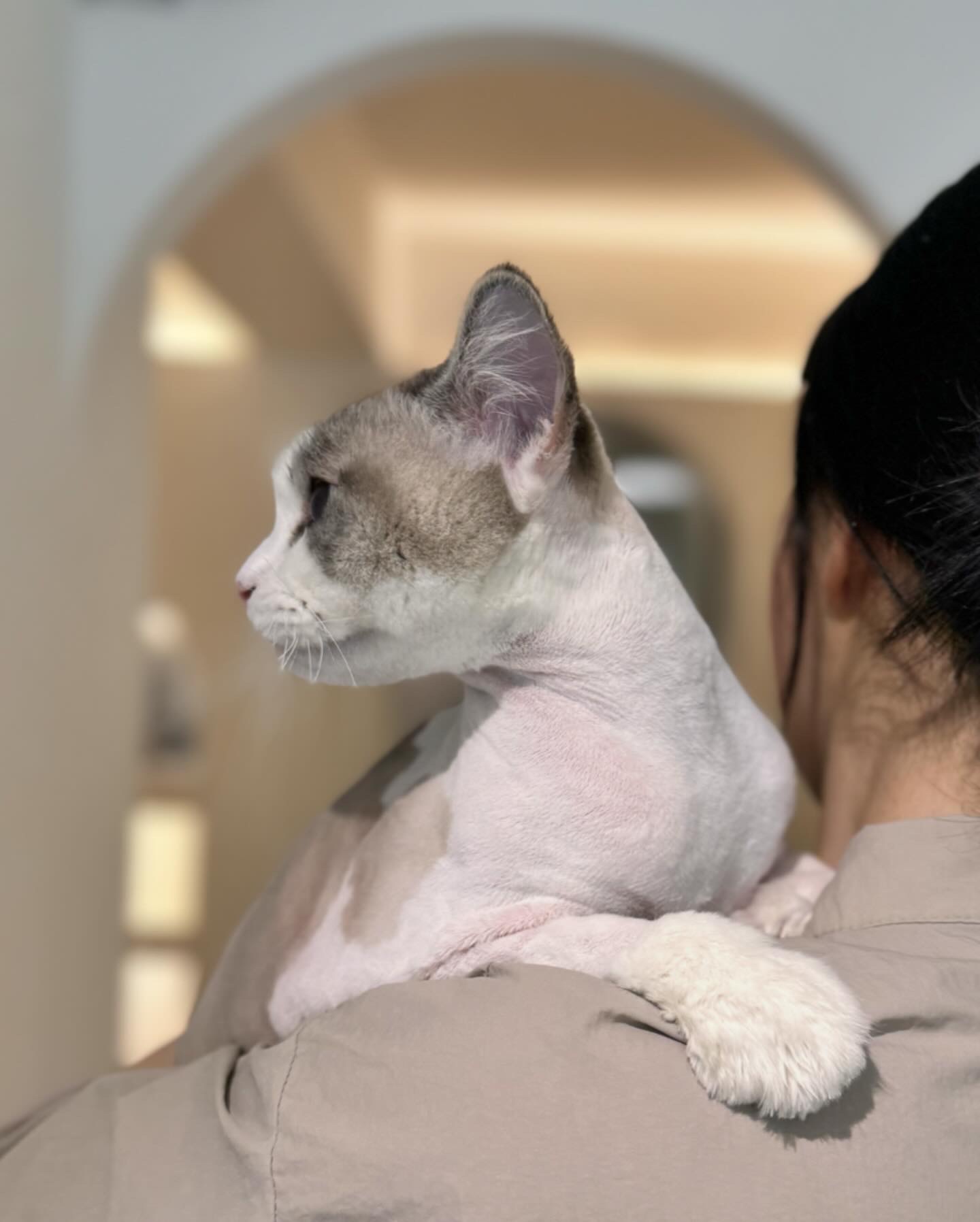 플러피캣 대표 이미지