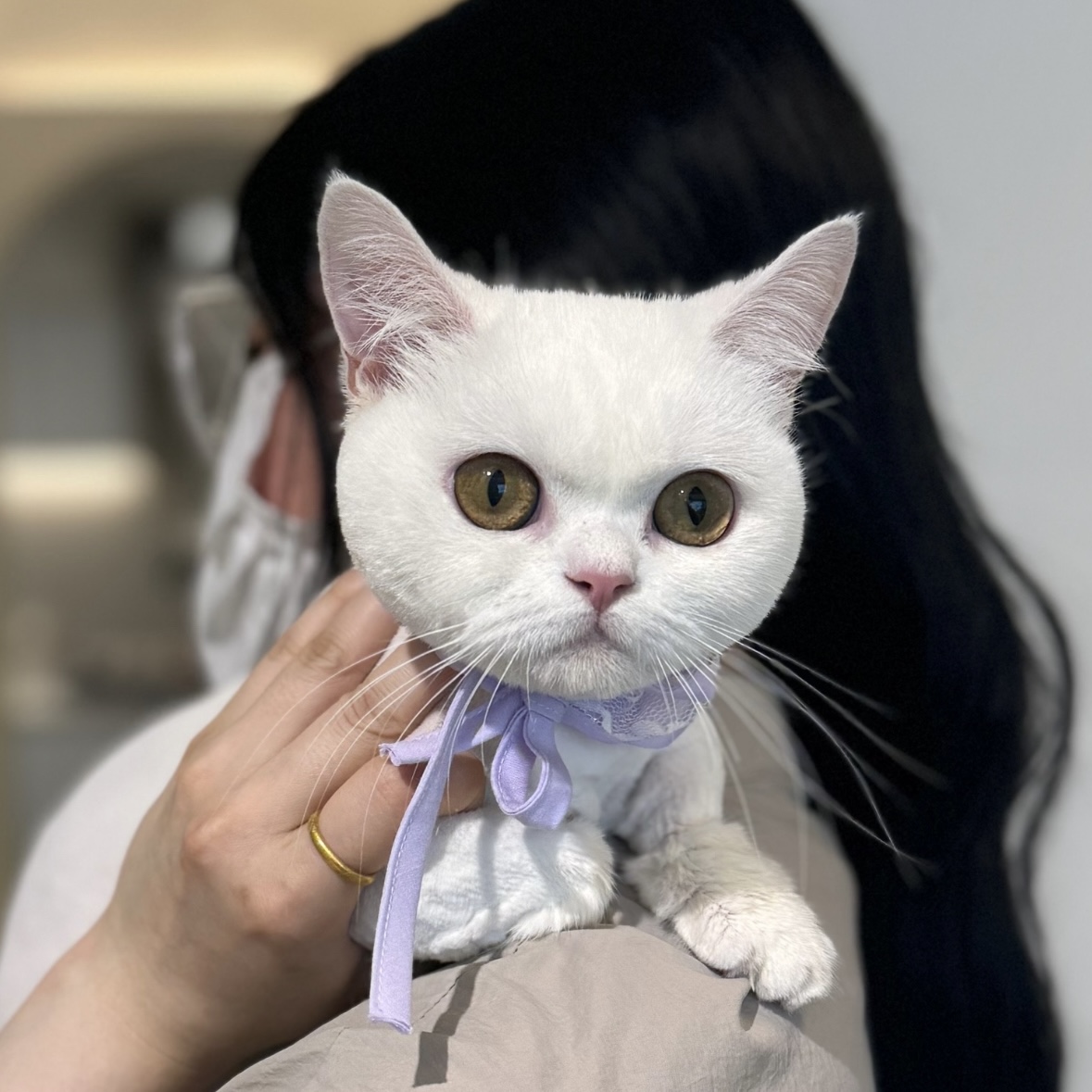플러피캣 대표 이미지