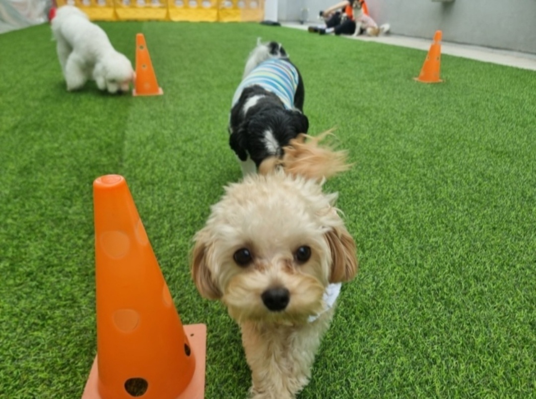 놀러오개 애견유치원 애견호텔 도화점 대표 이미지