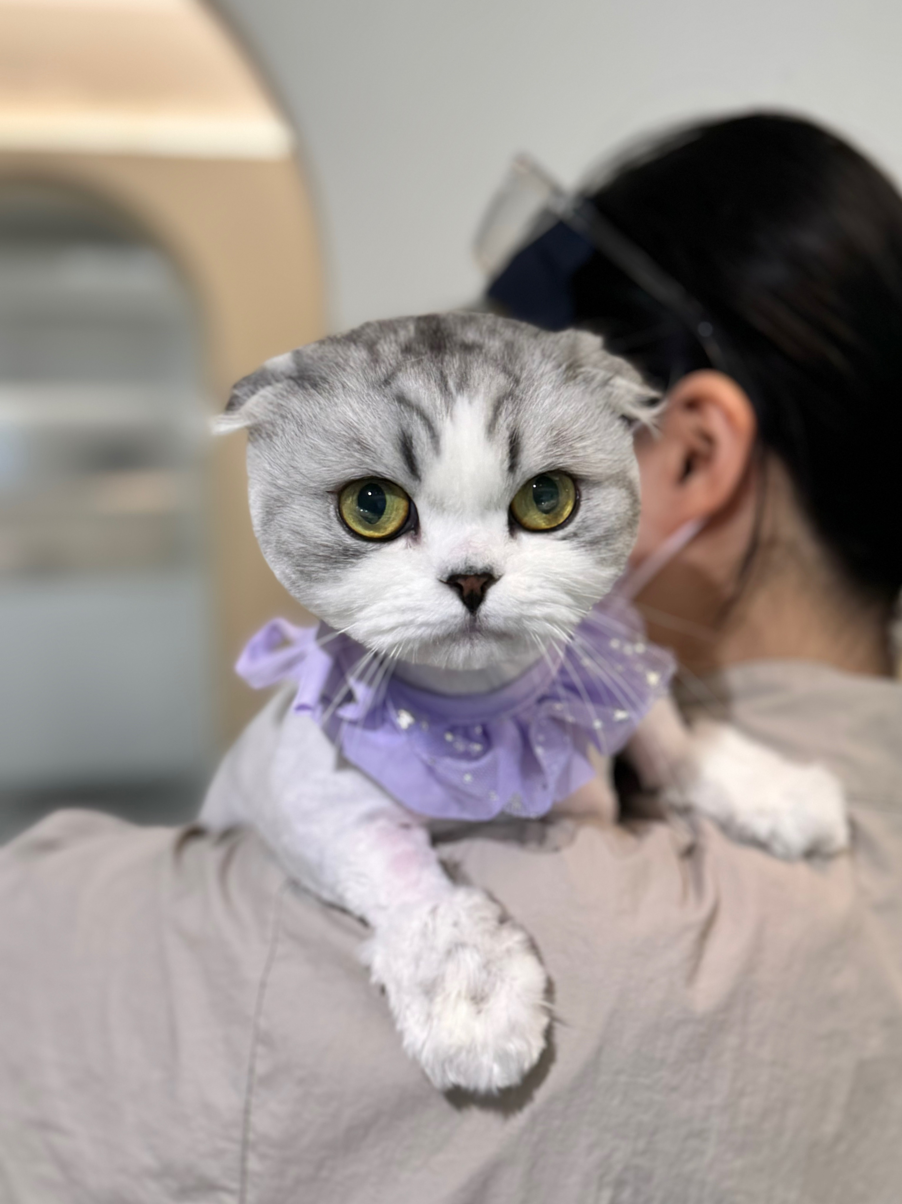 플러피캣 대표 이미지