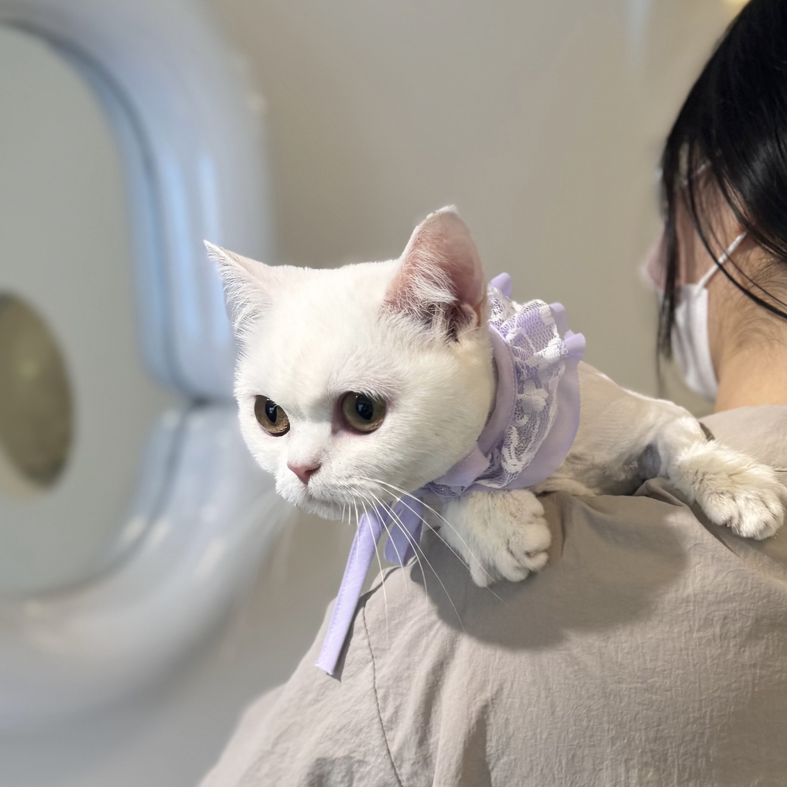플러피캣 대표 이미지
