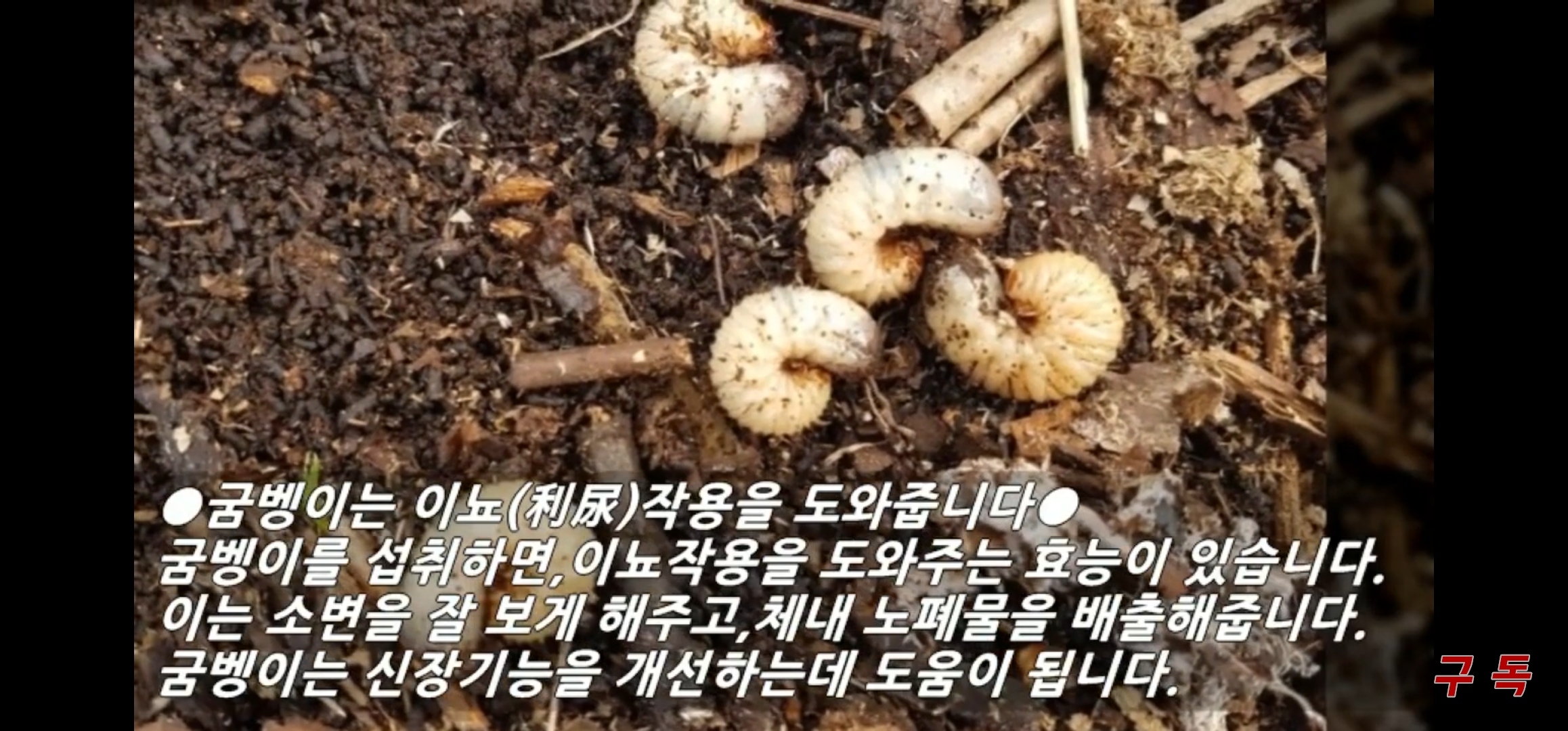 추월산굼벵이농장