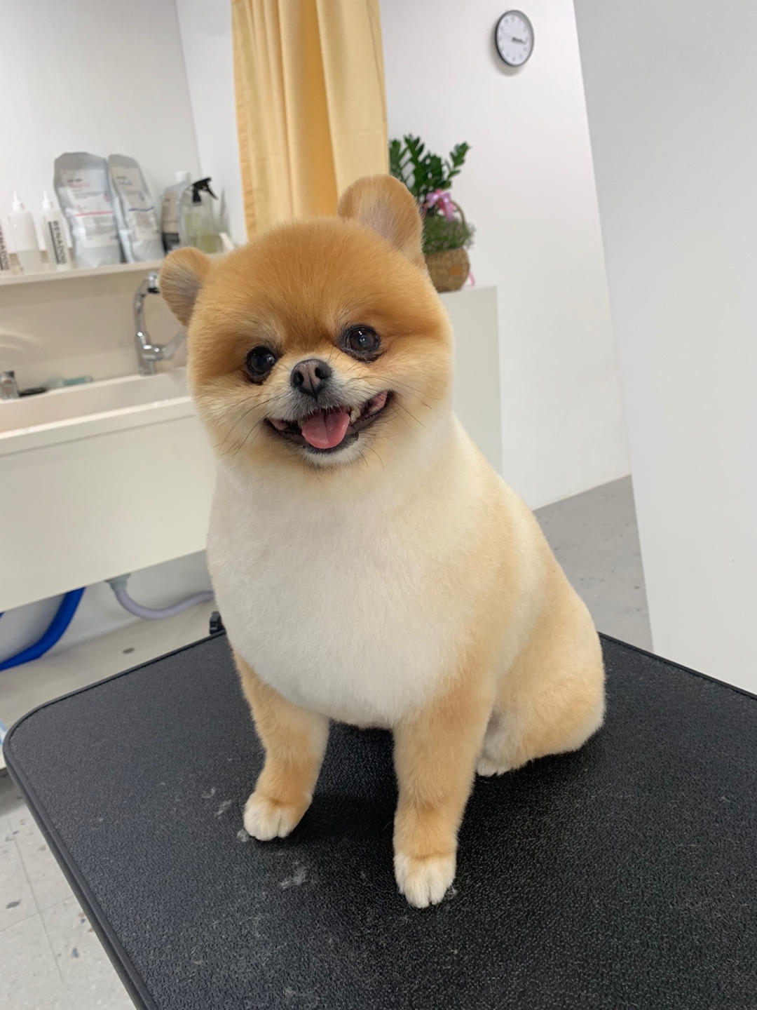멍생폼사 대표 이미지