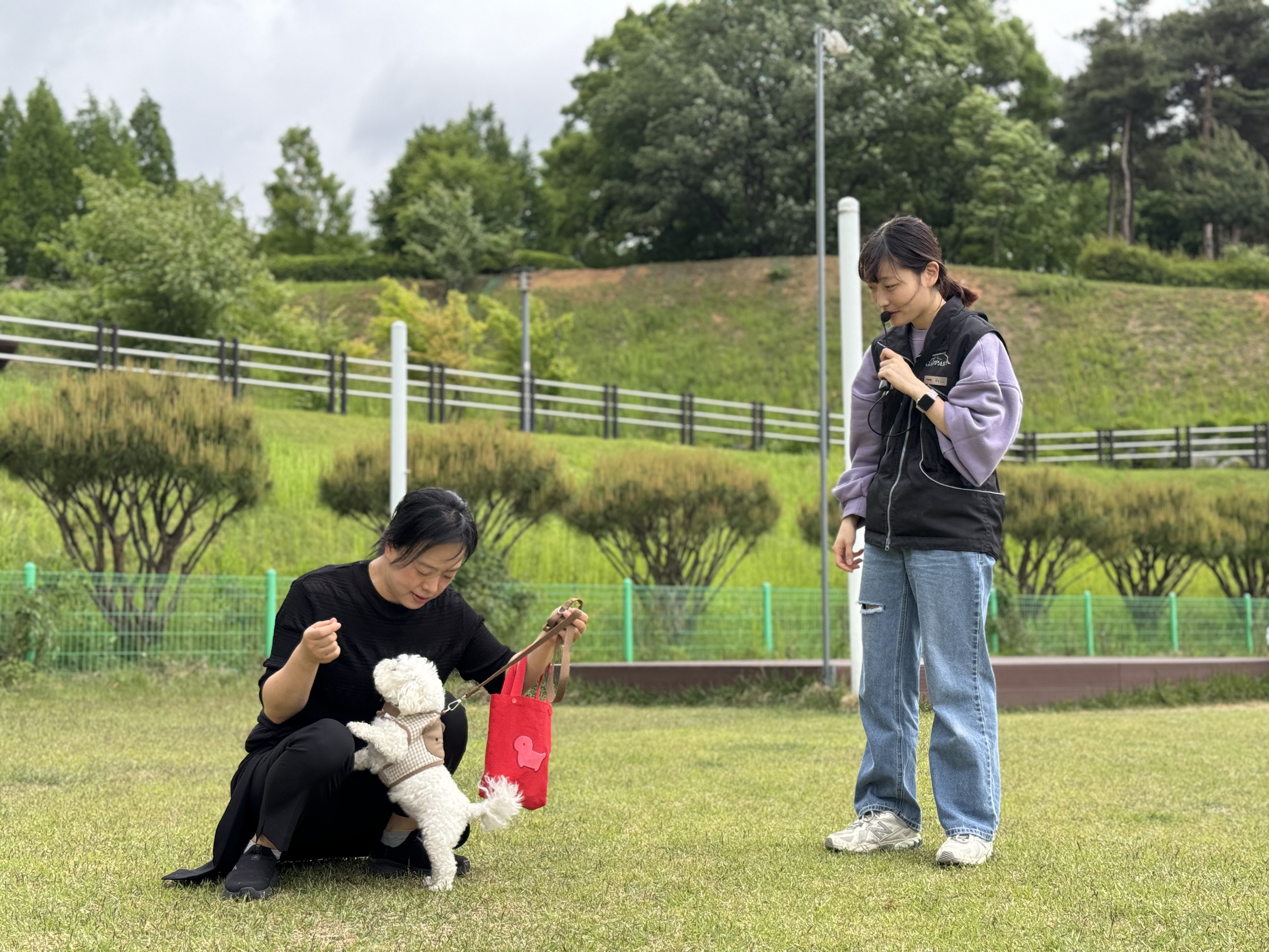 독투독 대표 이미지 - 강아지 훈련
