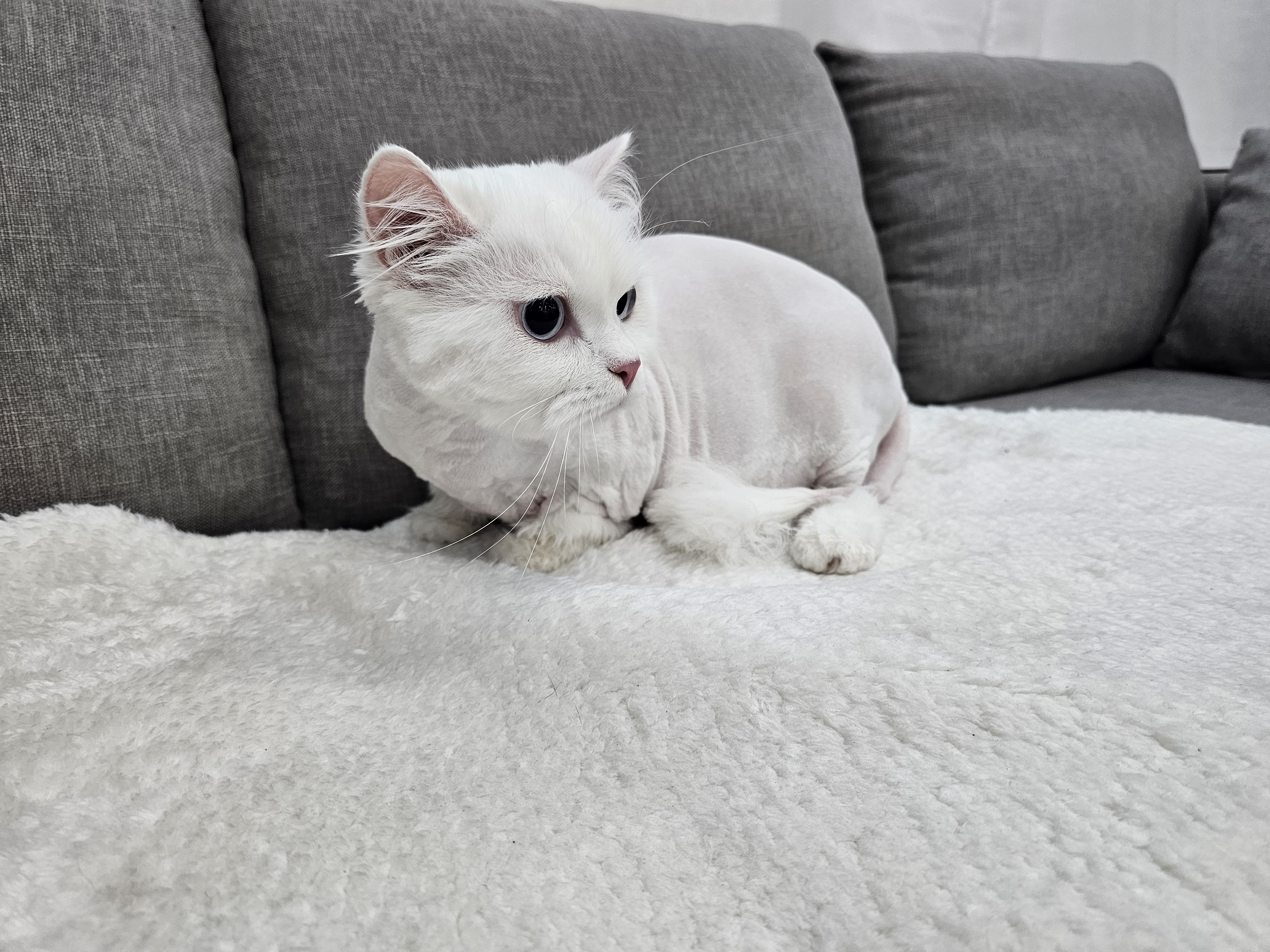 냥냥