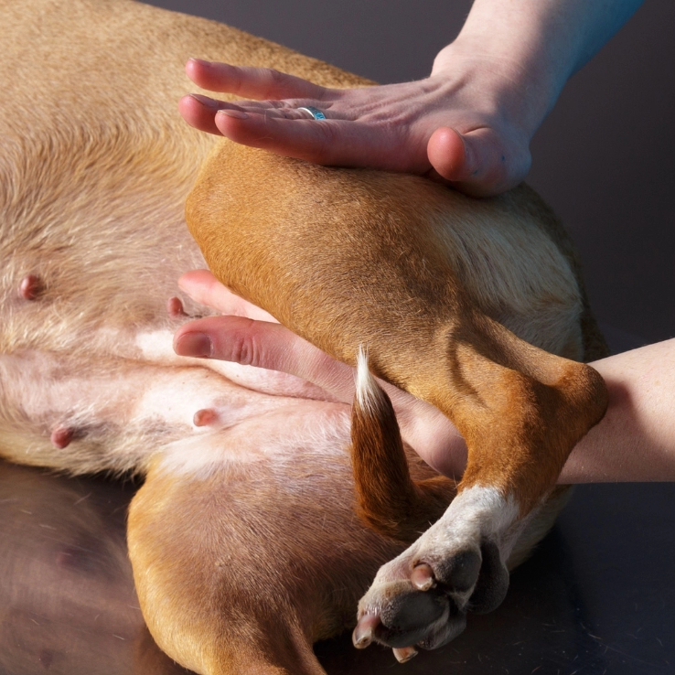 업독 대표 이미지