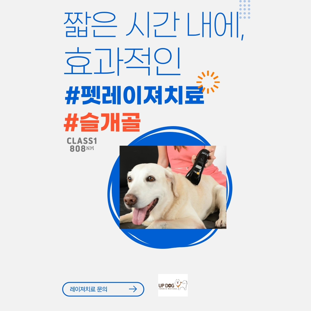 업독 대표 이미지