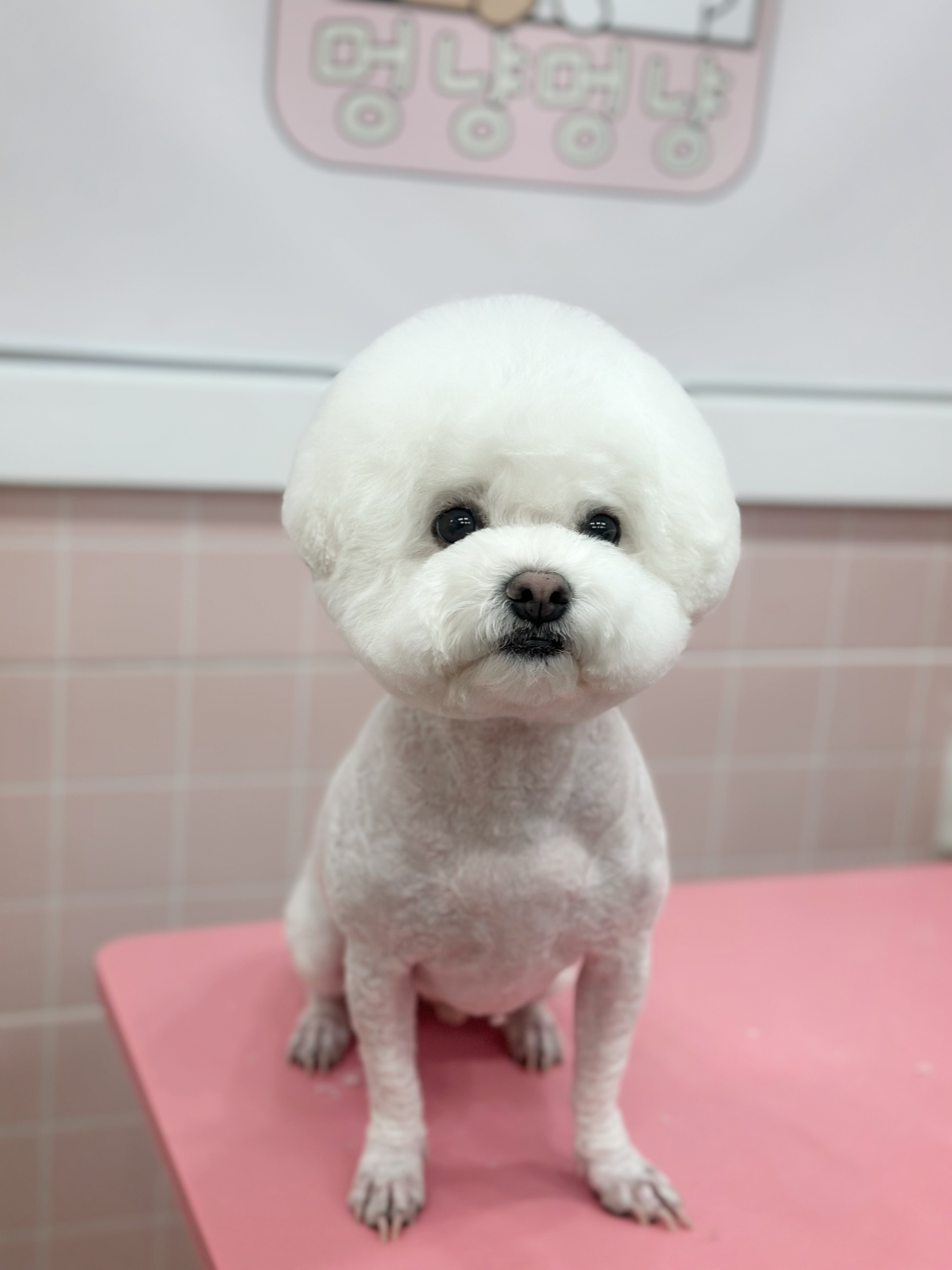 멍냥멍냥