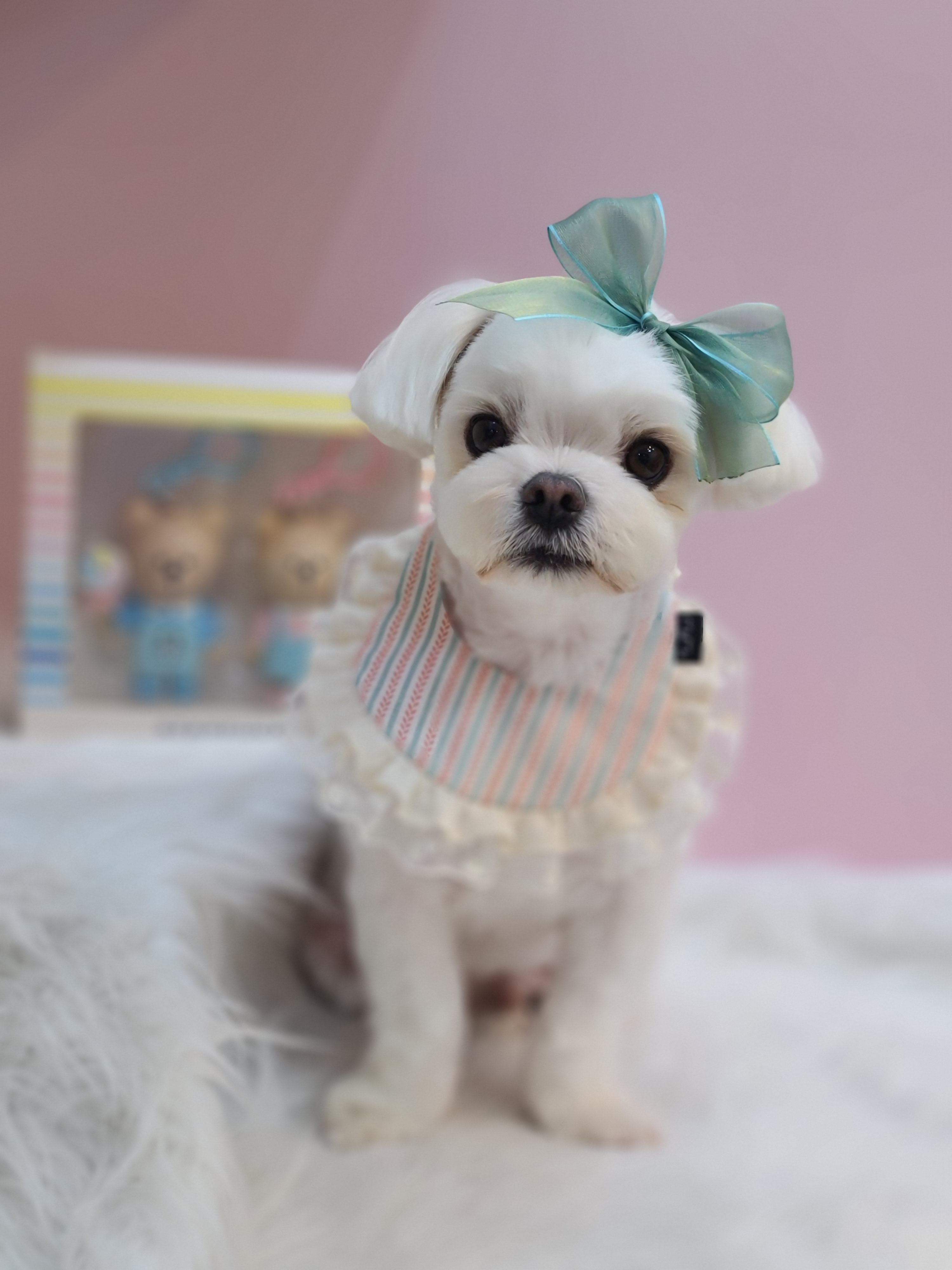 쁘띠몽시앙 대표 이미지