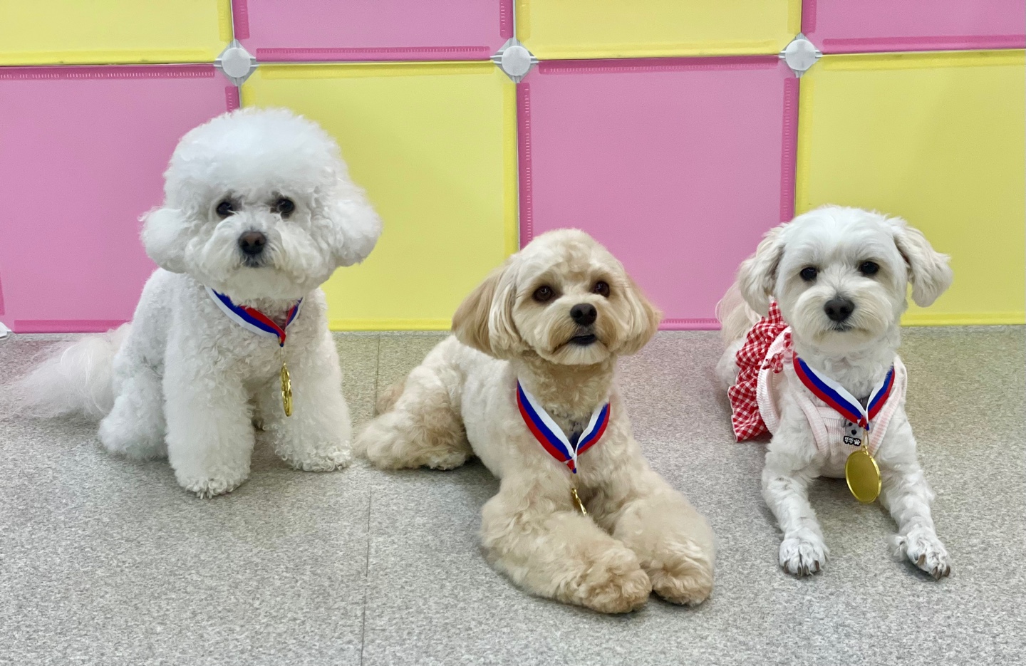 놀자멍멍아 대표 이미지