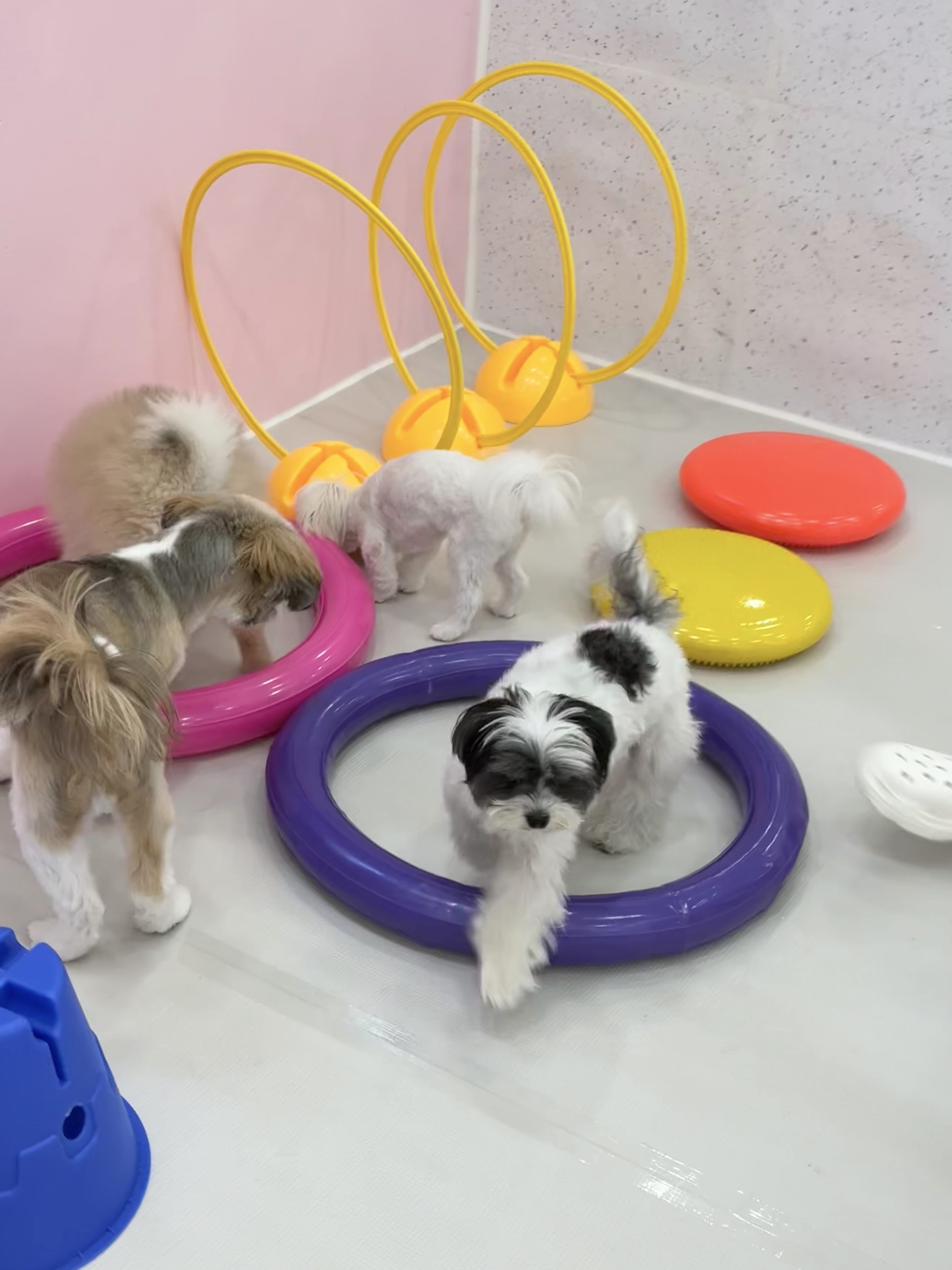 댕로하 대표 이미지