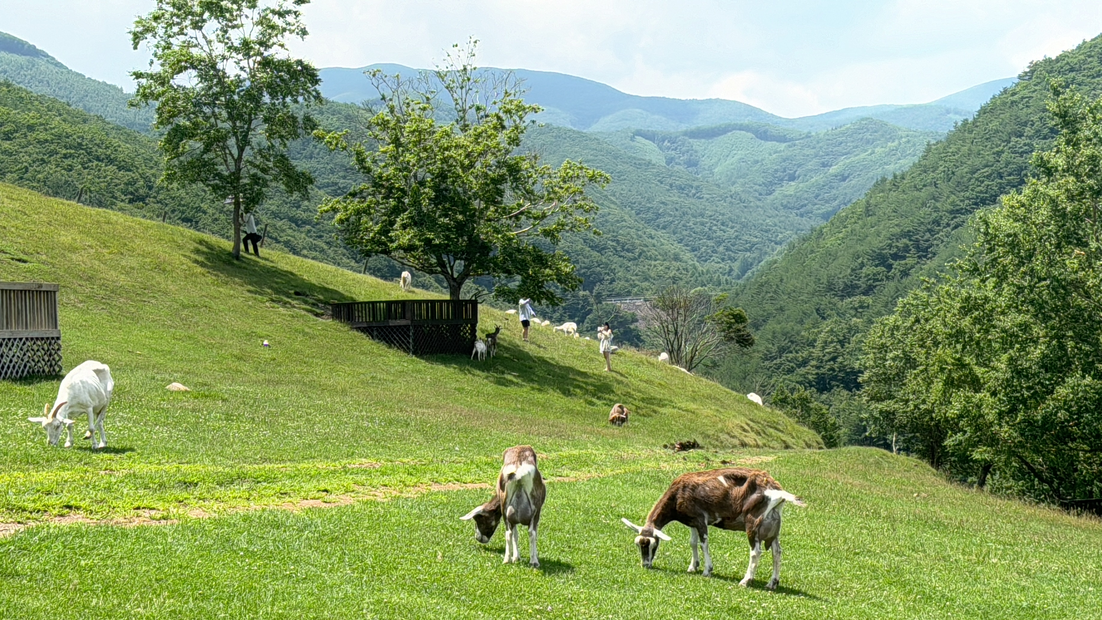 몽토랑산양목장