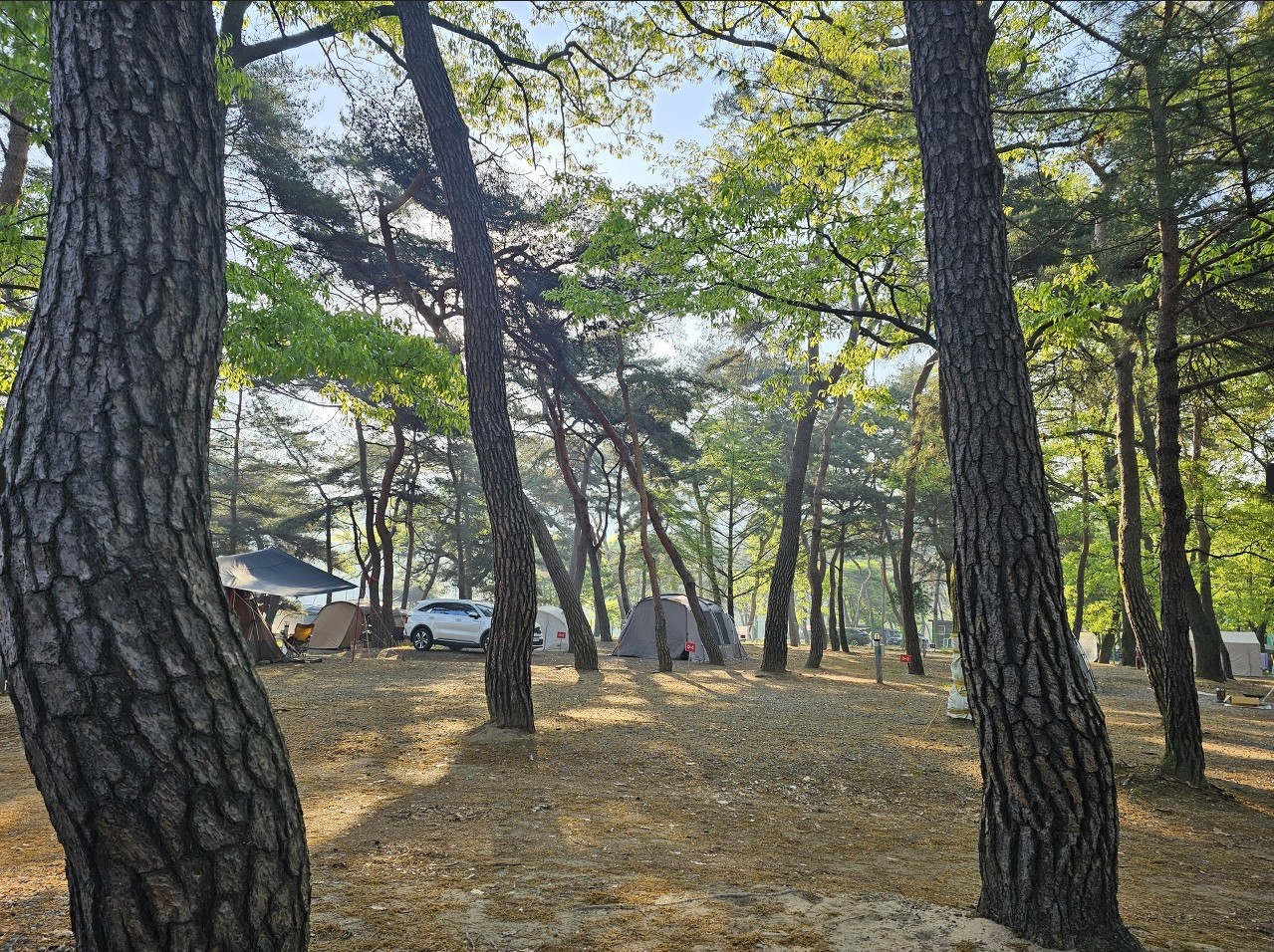 후평숲캠핑장