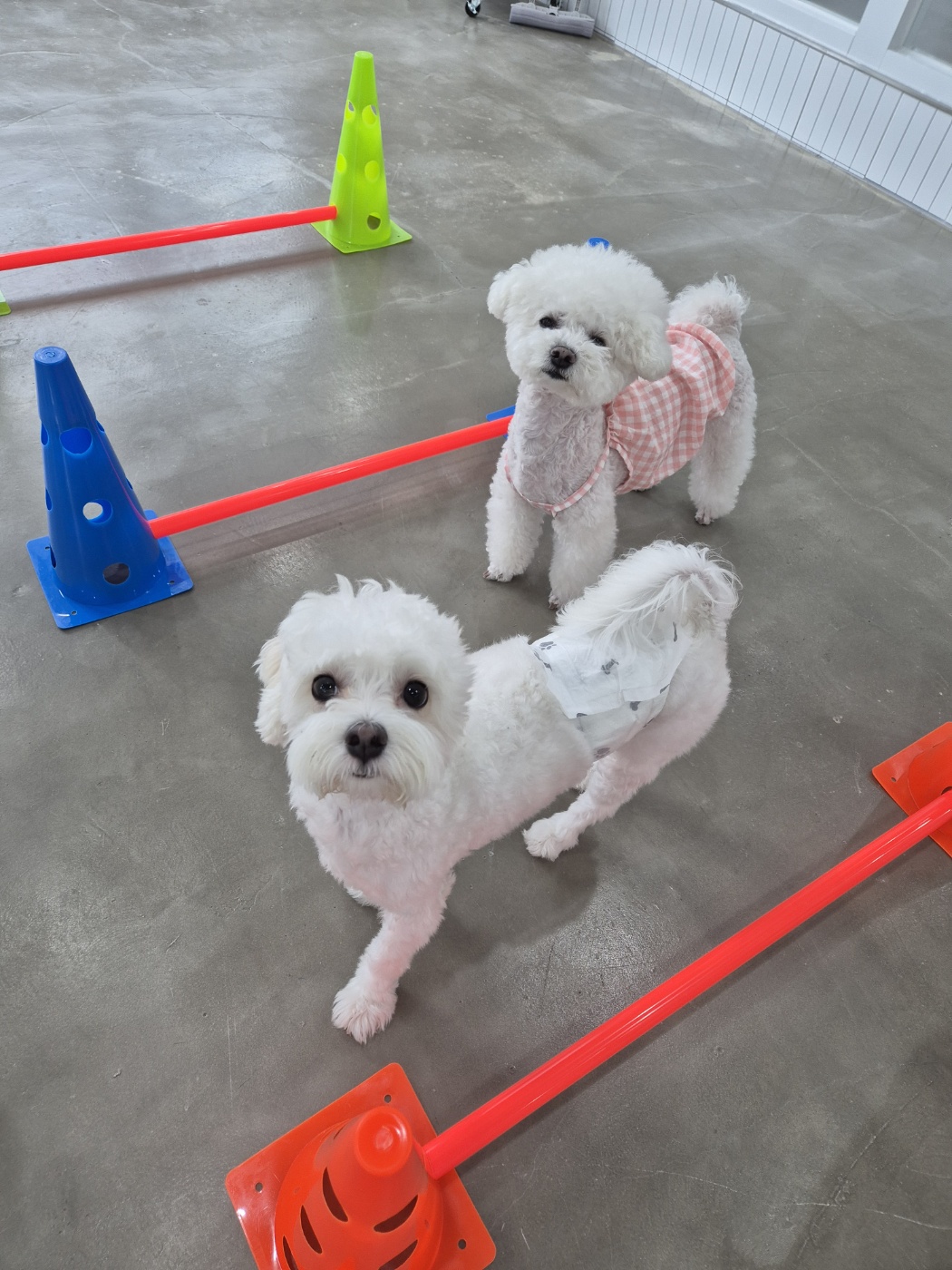 우리 강아지 유치원 대표 이미지