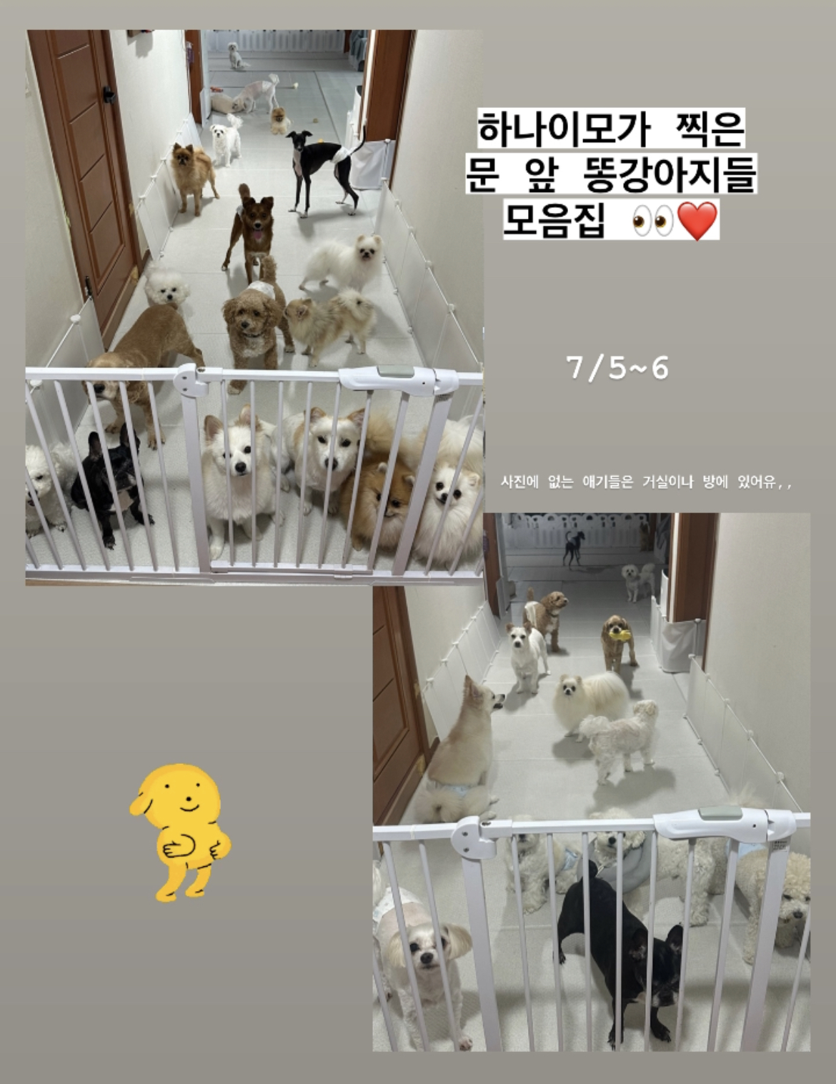 위드펫홈 애견호텔 대표 이미지