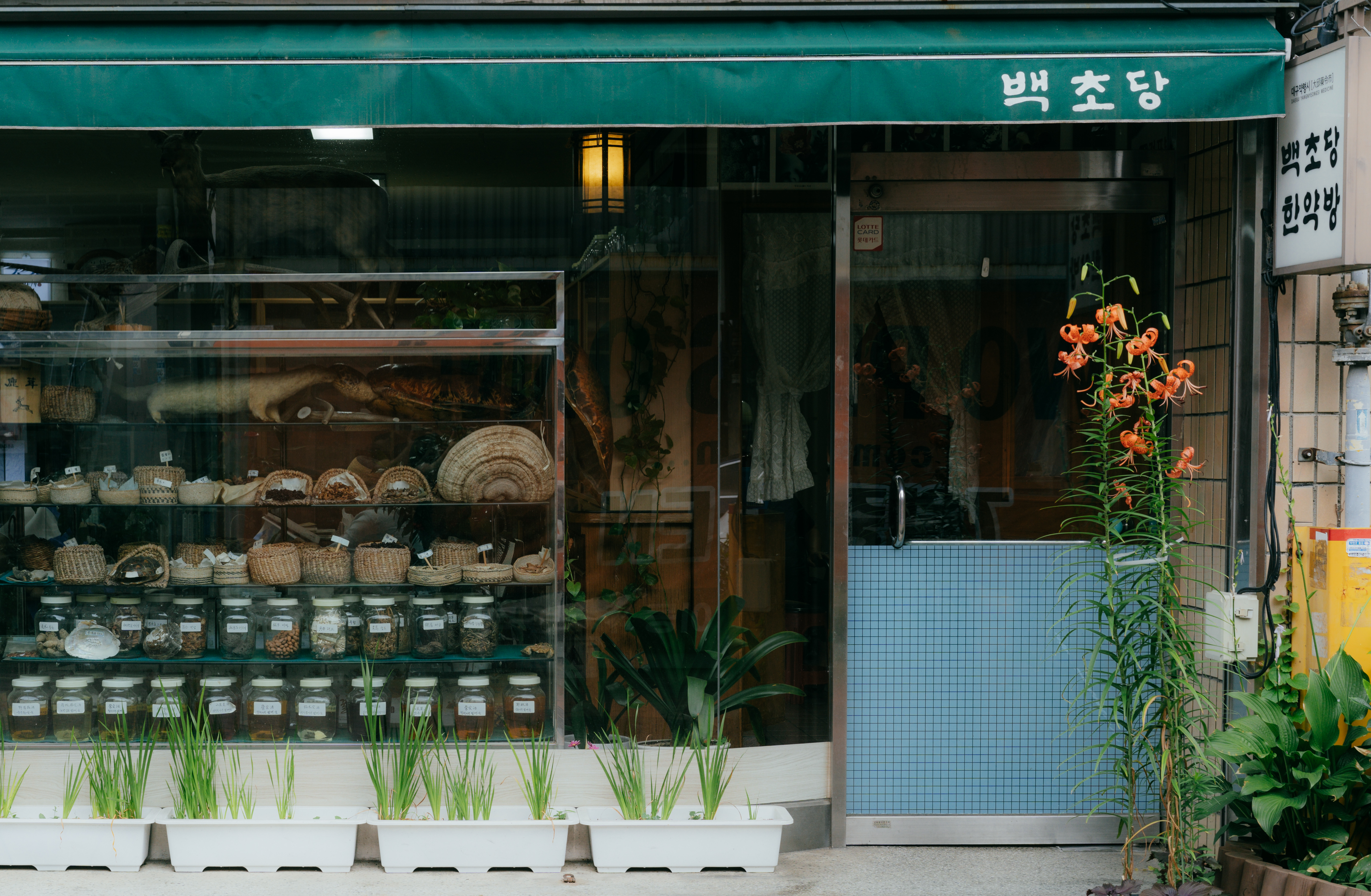 백초당한약방