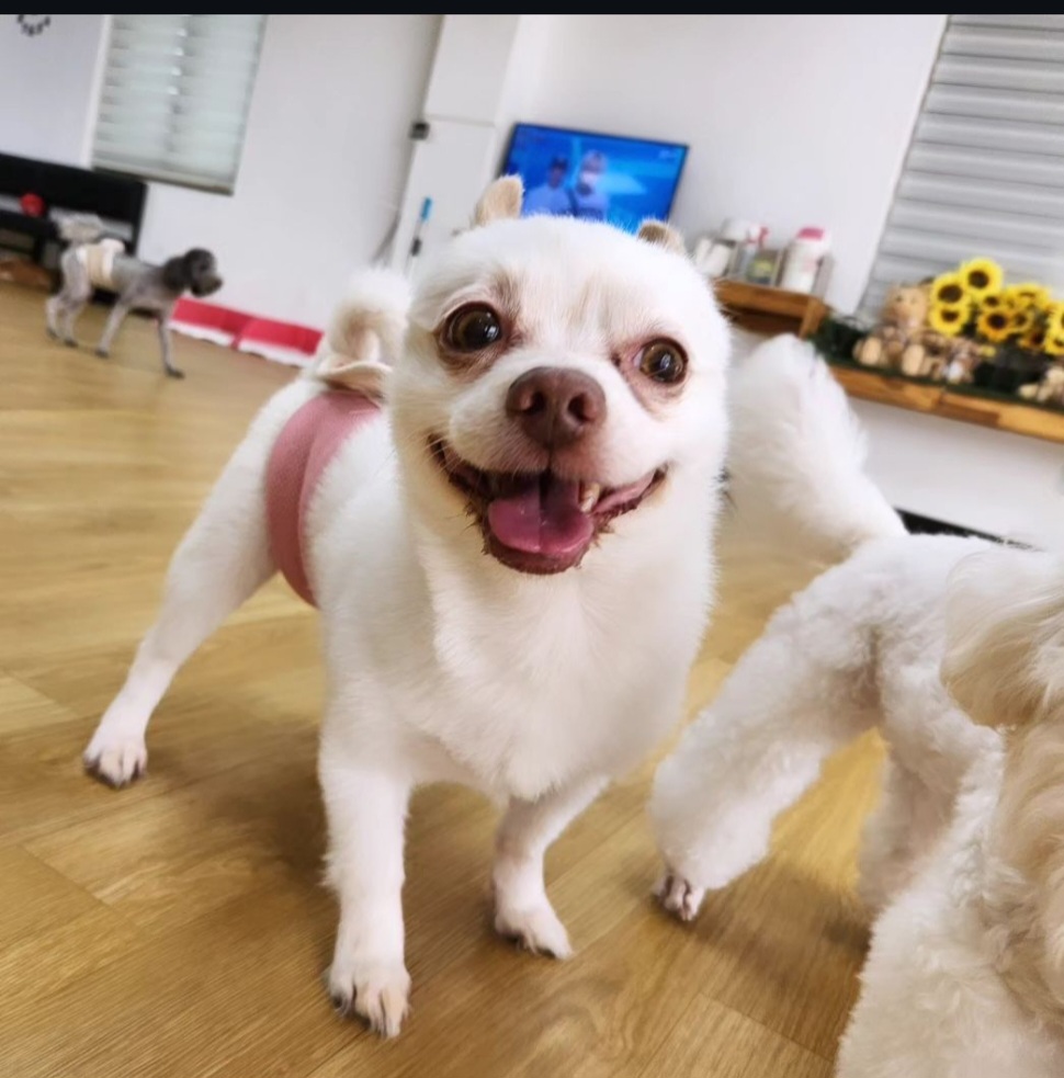 어썸 강아지 호텔 &amp; 유치원 반려동물 동반 애견카페