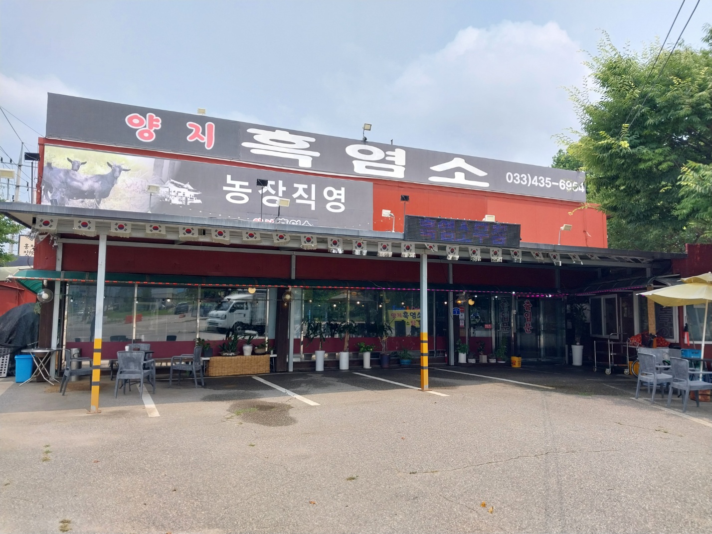 양지흑염소