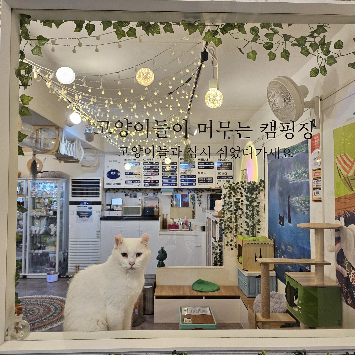 캠핑고양이 선릉점