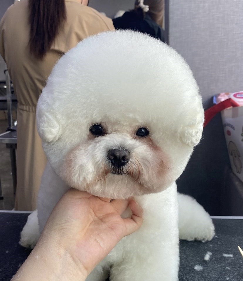 탑애견미용학원