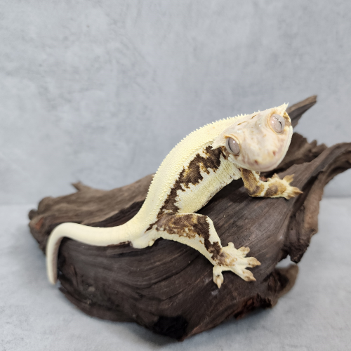 크레팩토리 크레스티드게코 농장