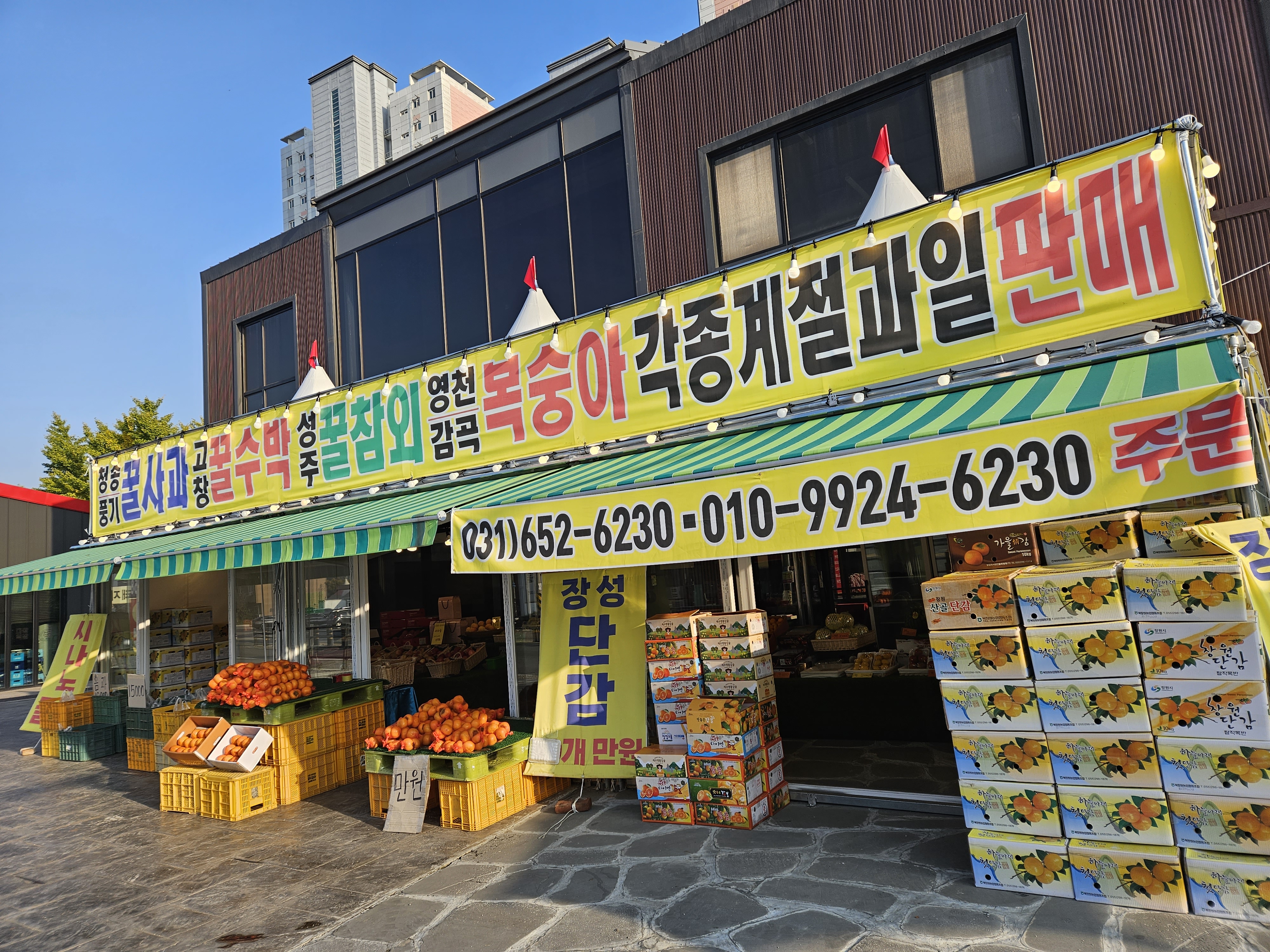 시온청과