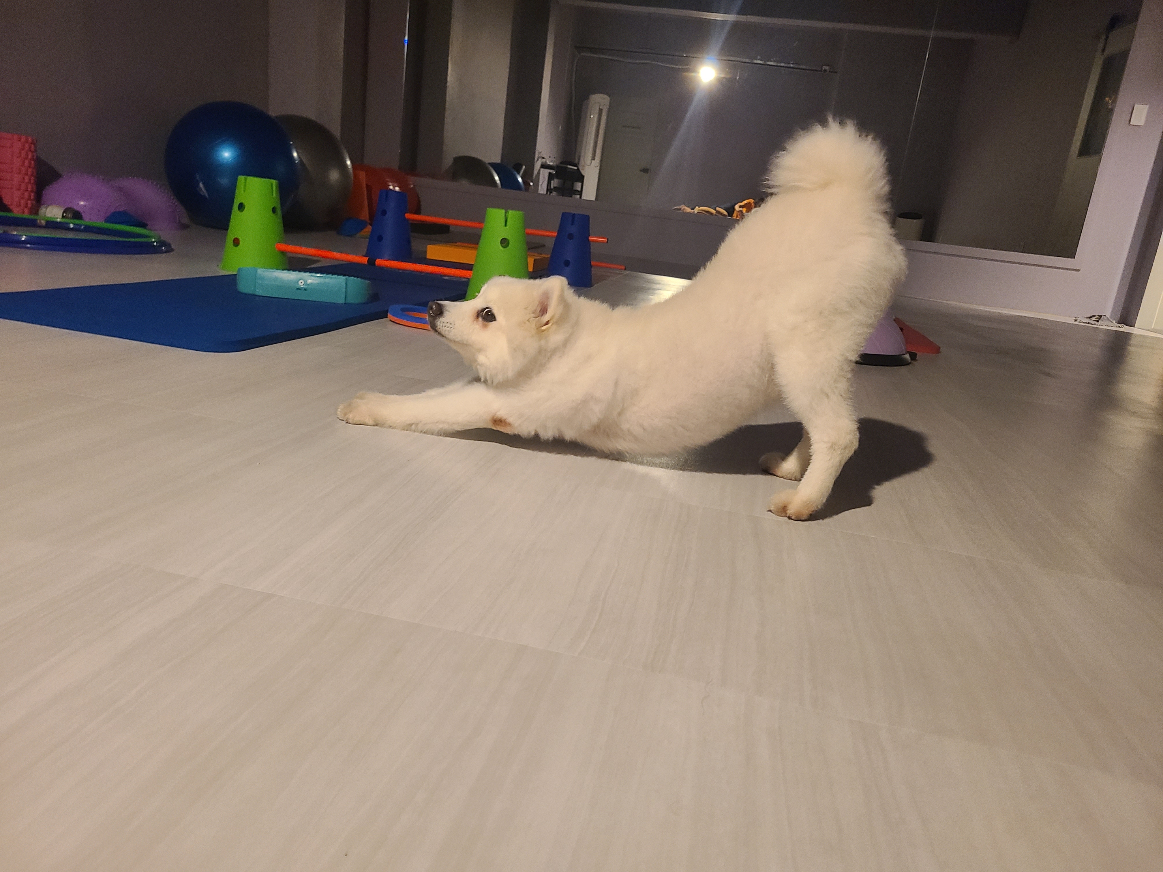 업독 대표 이미지