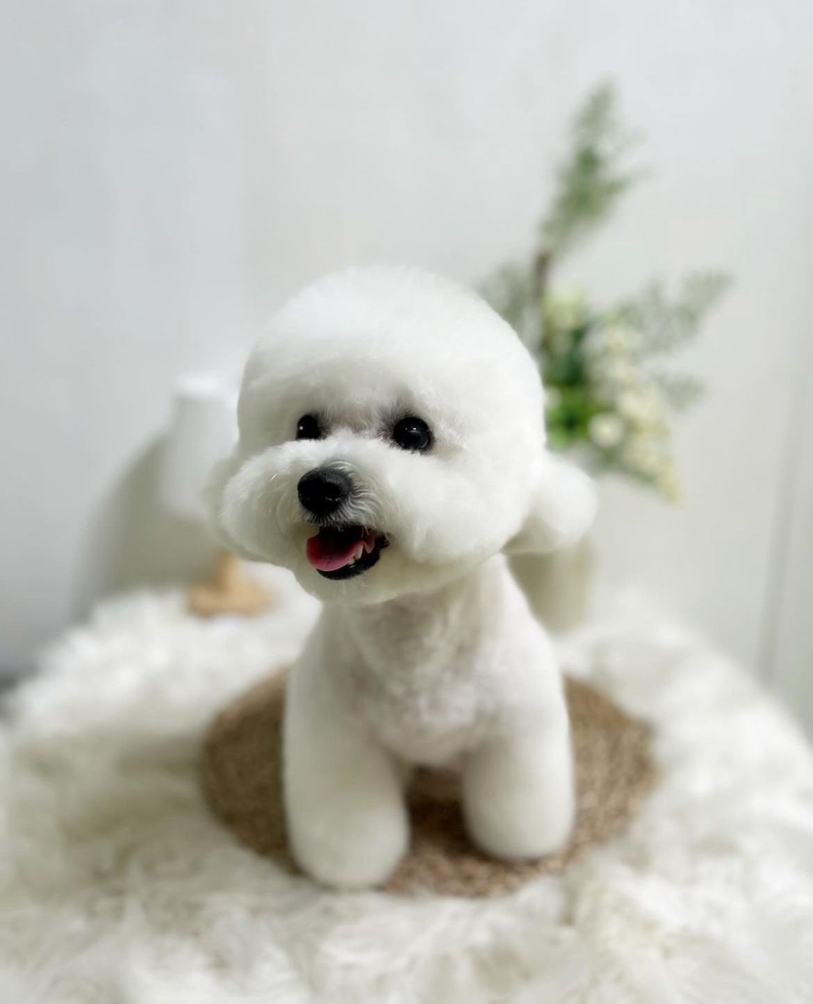 헤이댕댕 3