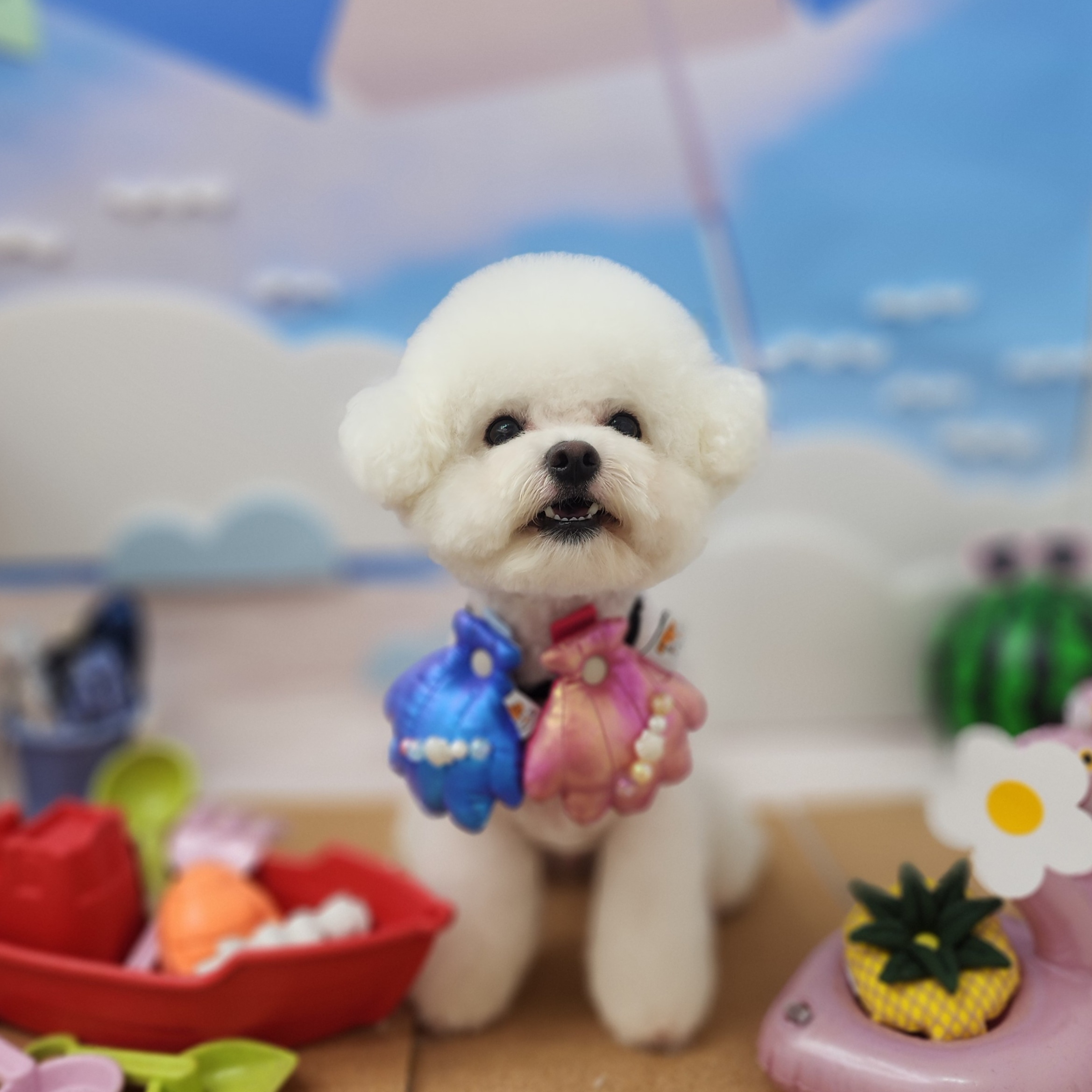 바나고펫살롱 애견미용실 애견호텔 애견놀이방 바나고펫