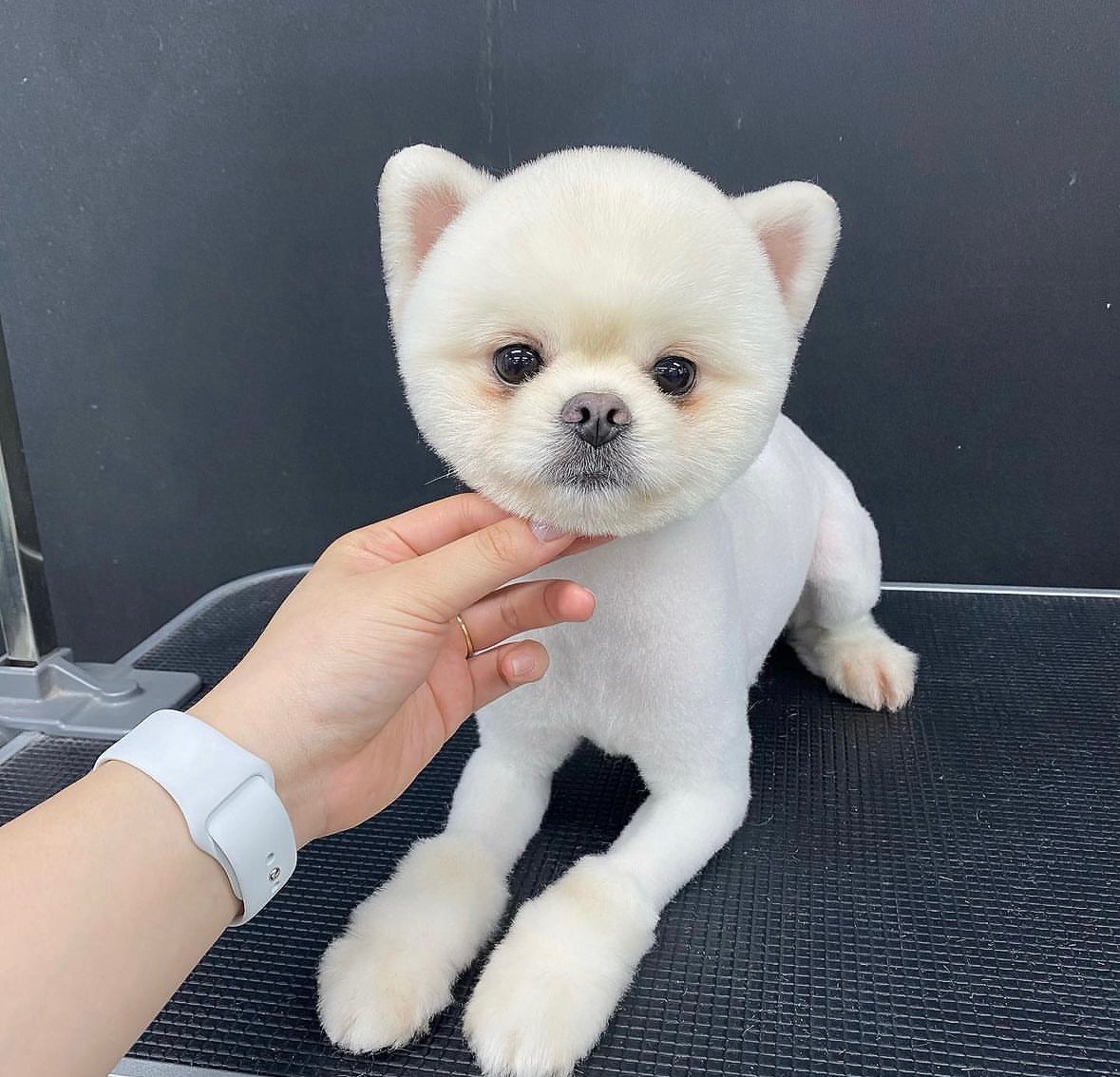 웨그 이동 목욕차 대표 이미지