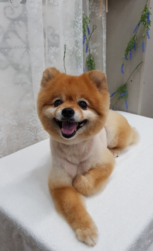 예쁜개집애 대표 이미지