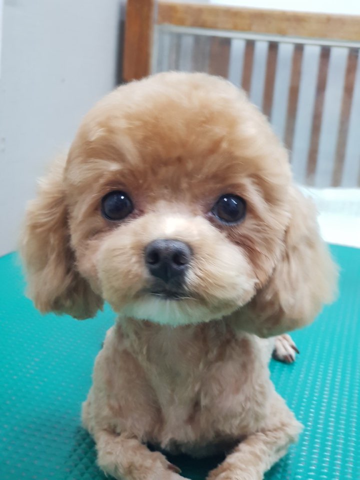 예쁜개집애 대표 이미지