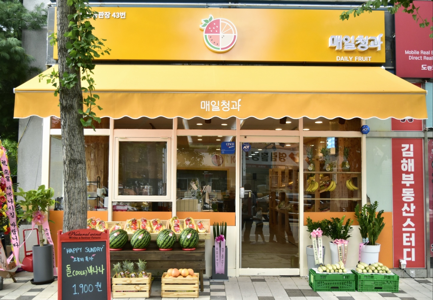 매일청과