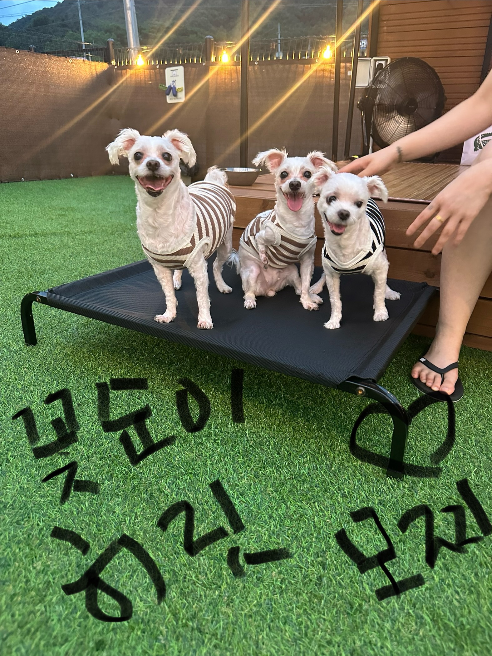페리토 3