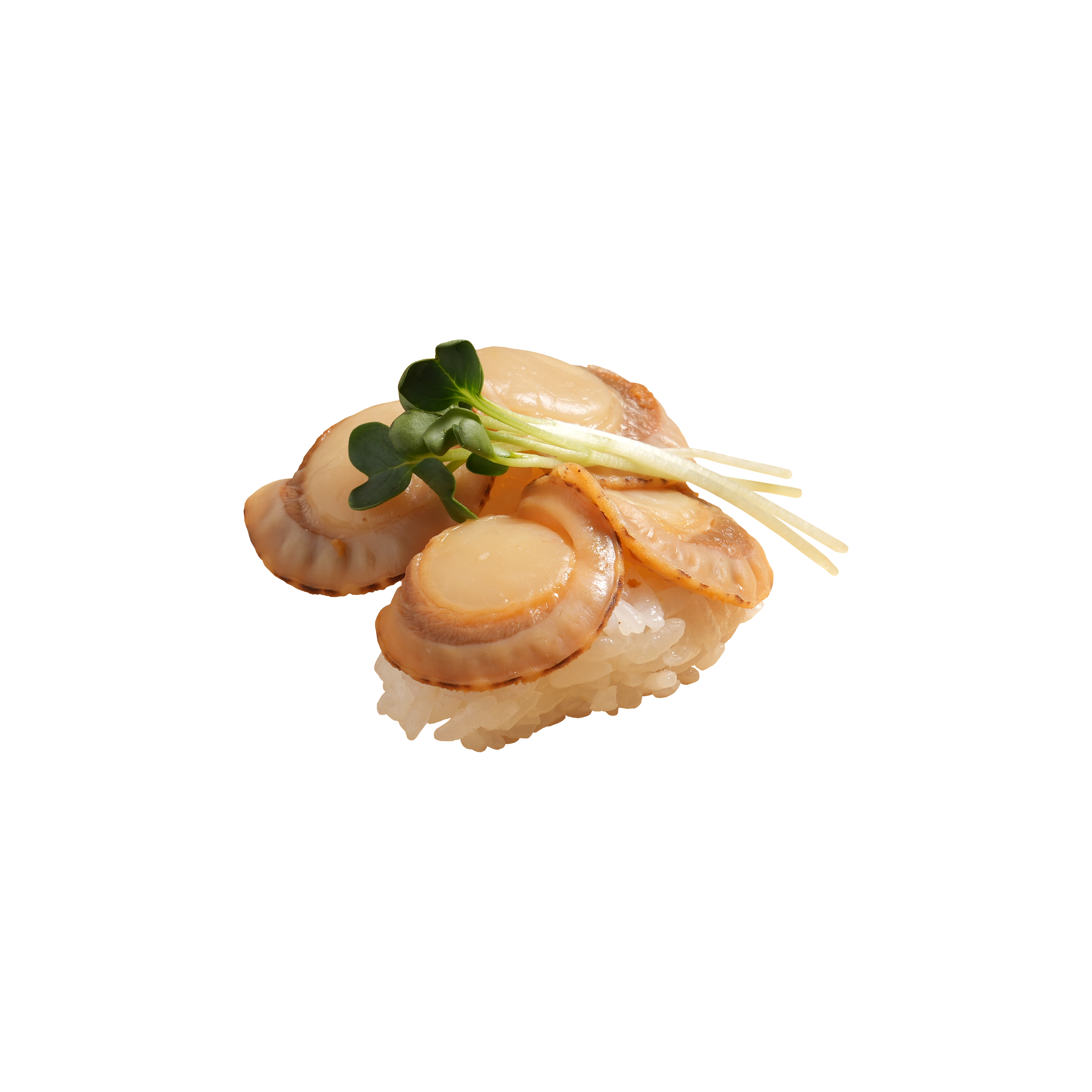 Scallop