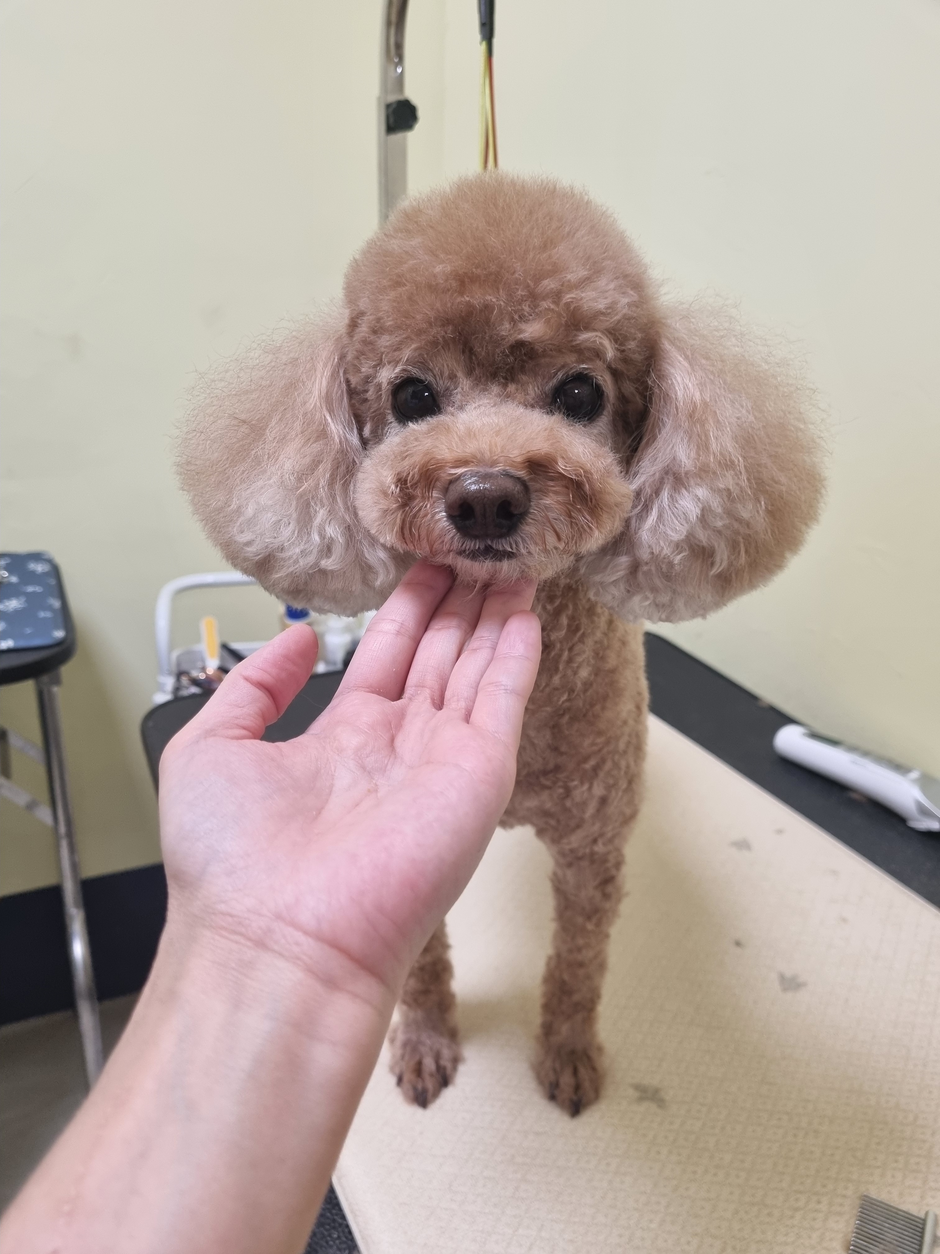 멍블리 대표 이미지