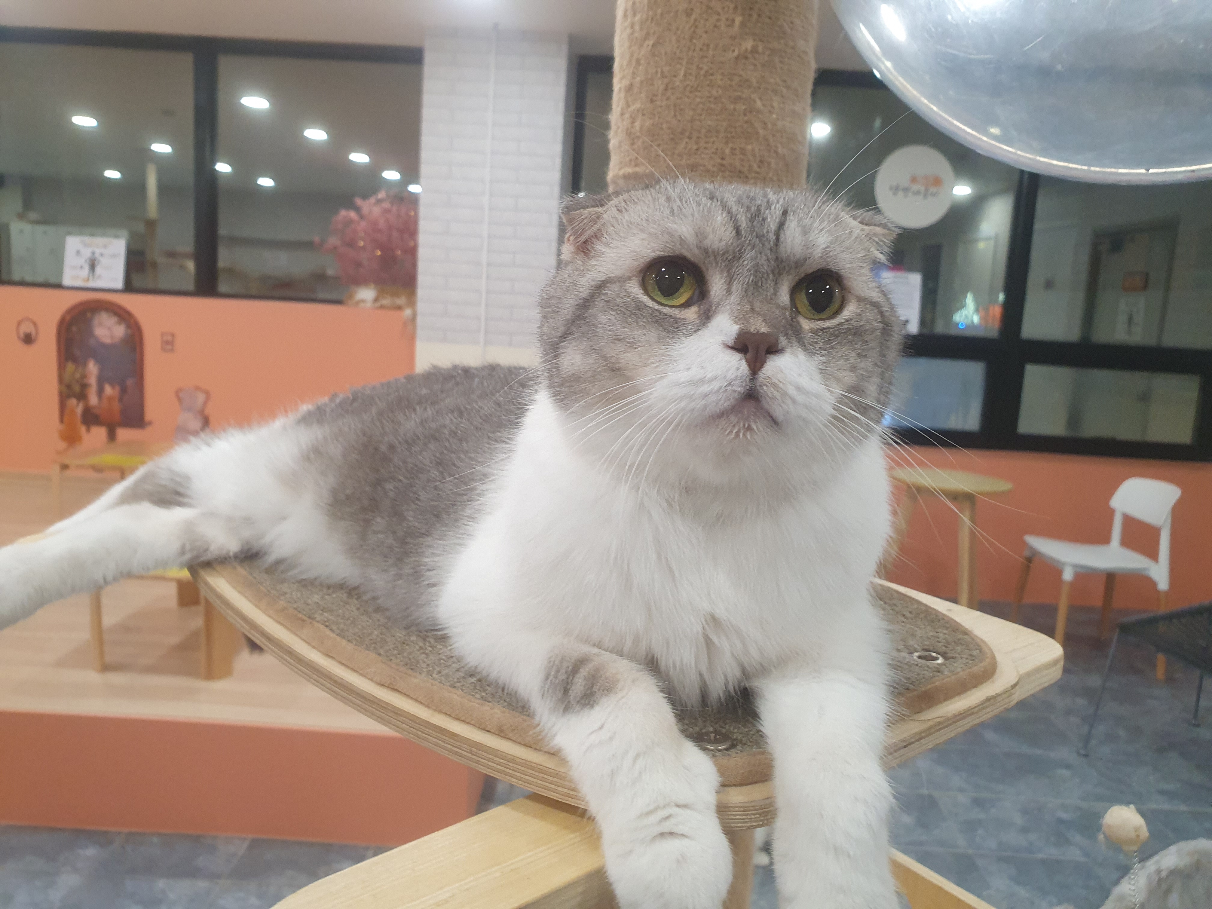 캣카페 낭만고양이