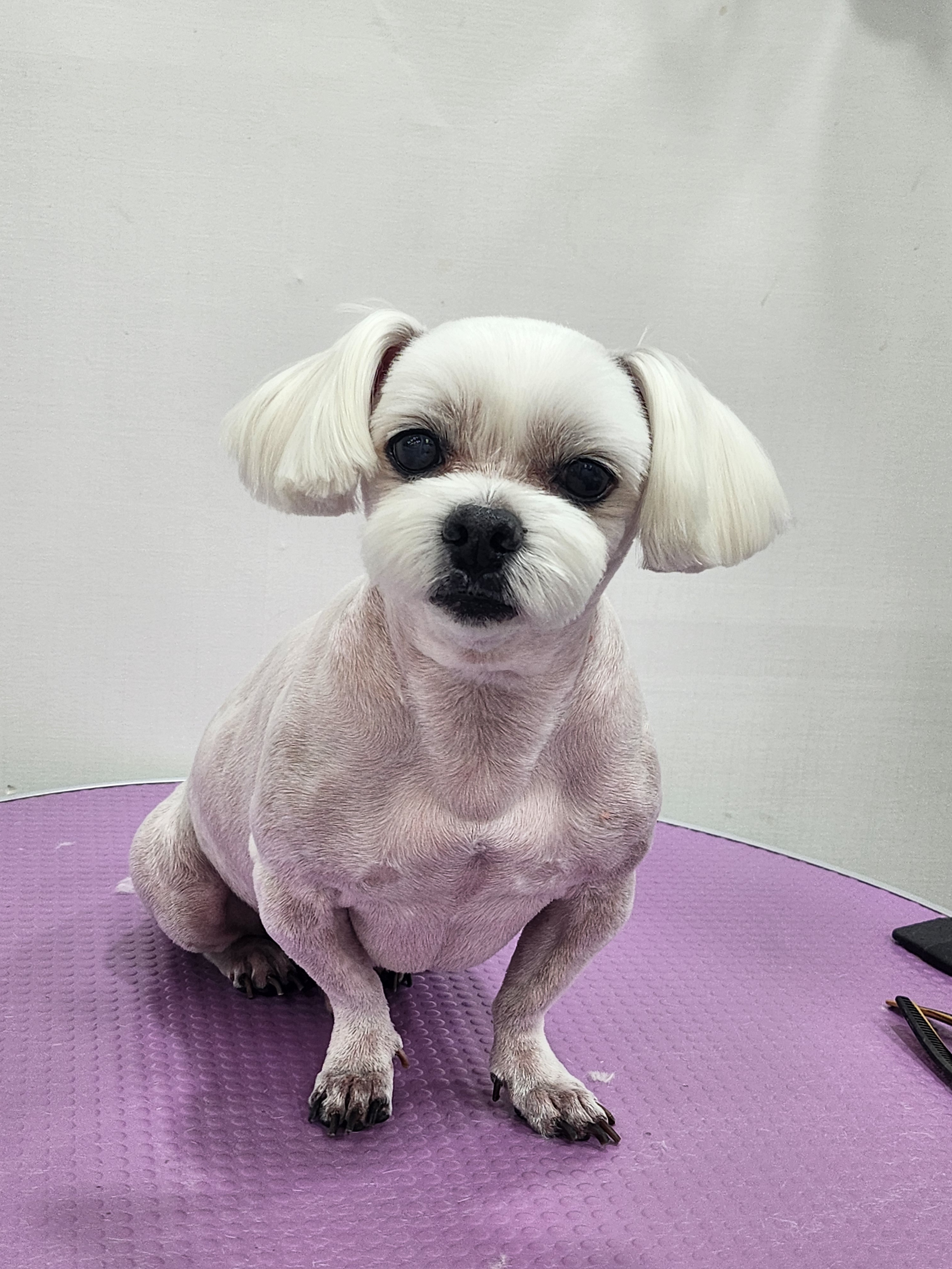 달달봄봄 애견미용 대표 이미지