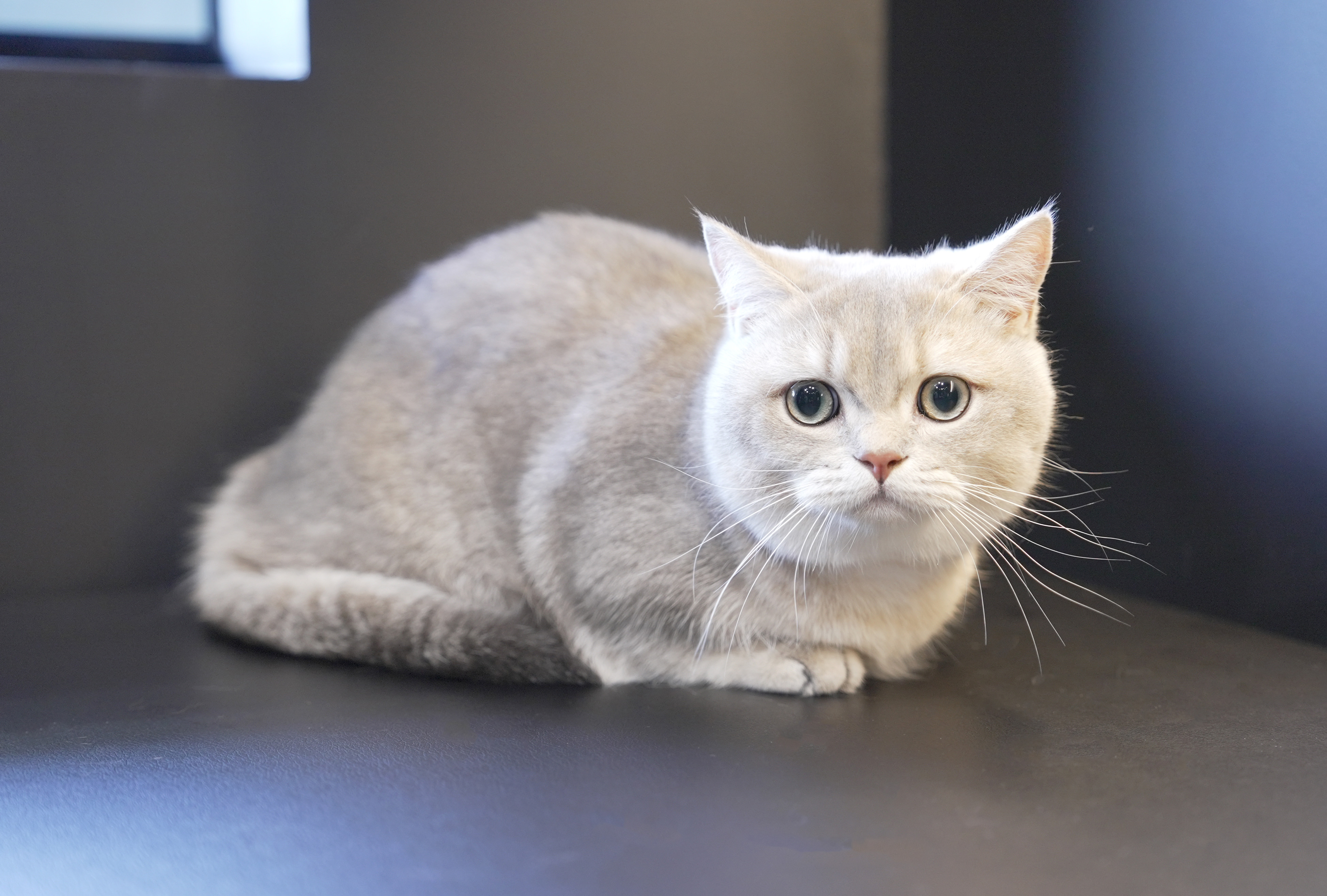 고양이호텔 캣어스 트리마제점 대표 이미지