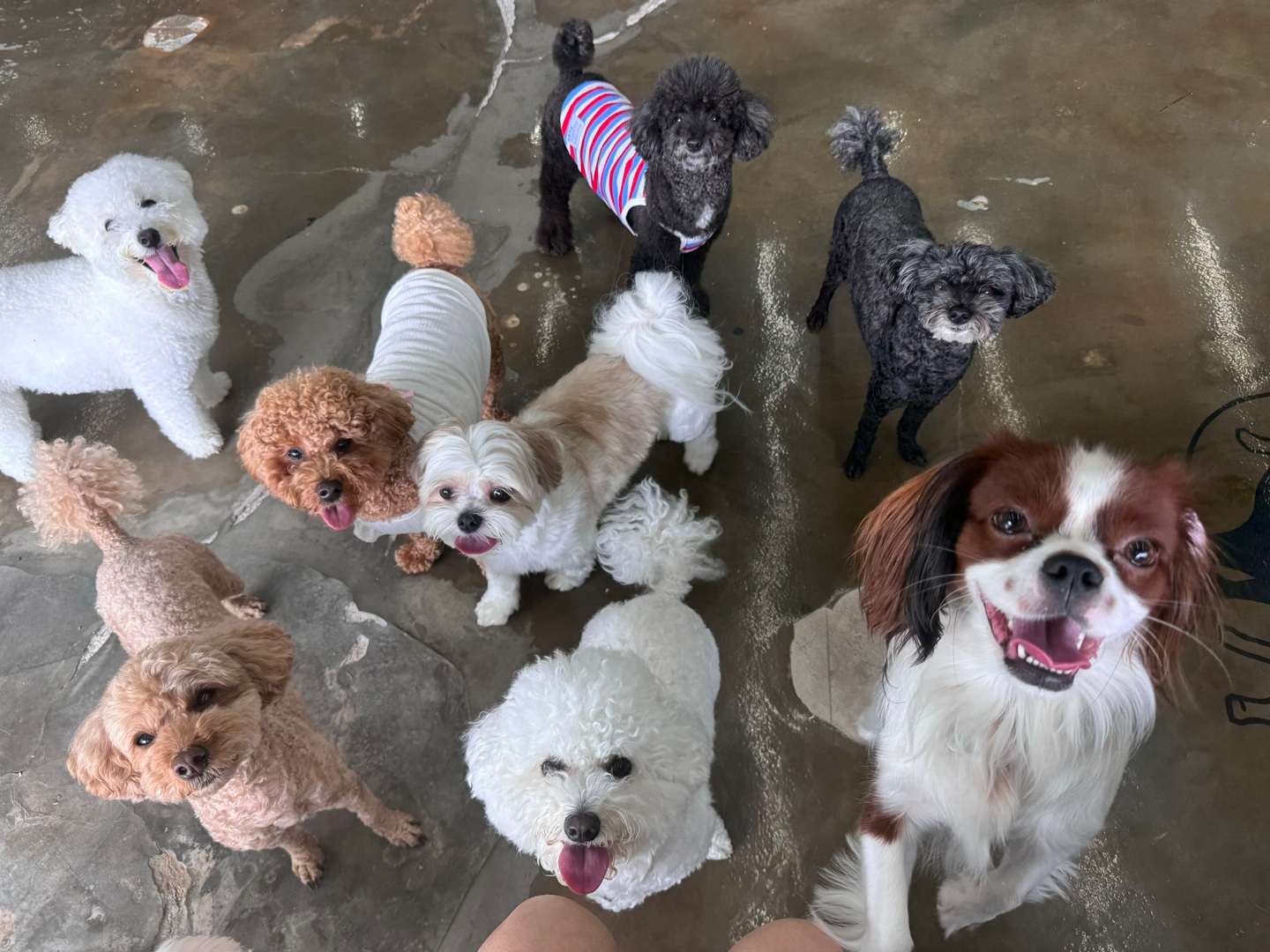신난댕 애견유치원 반려동물 동반 애견카페