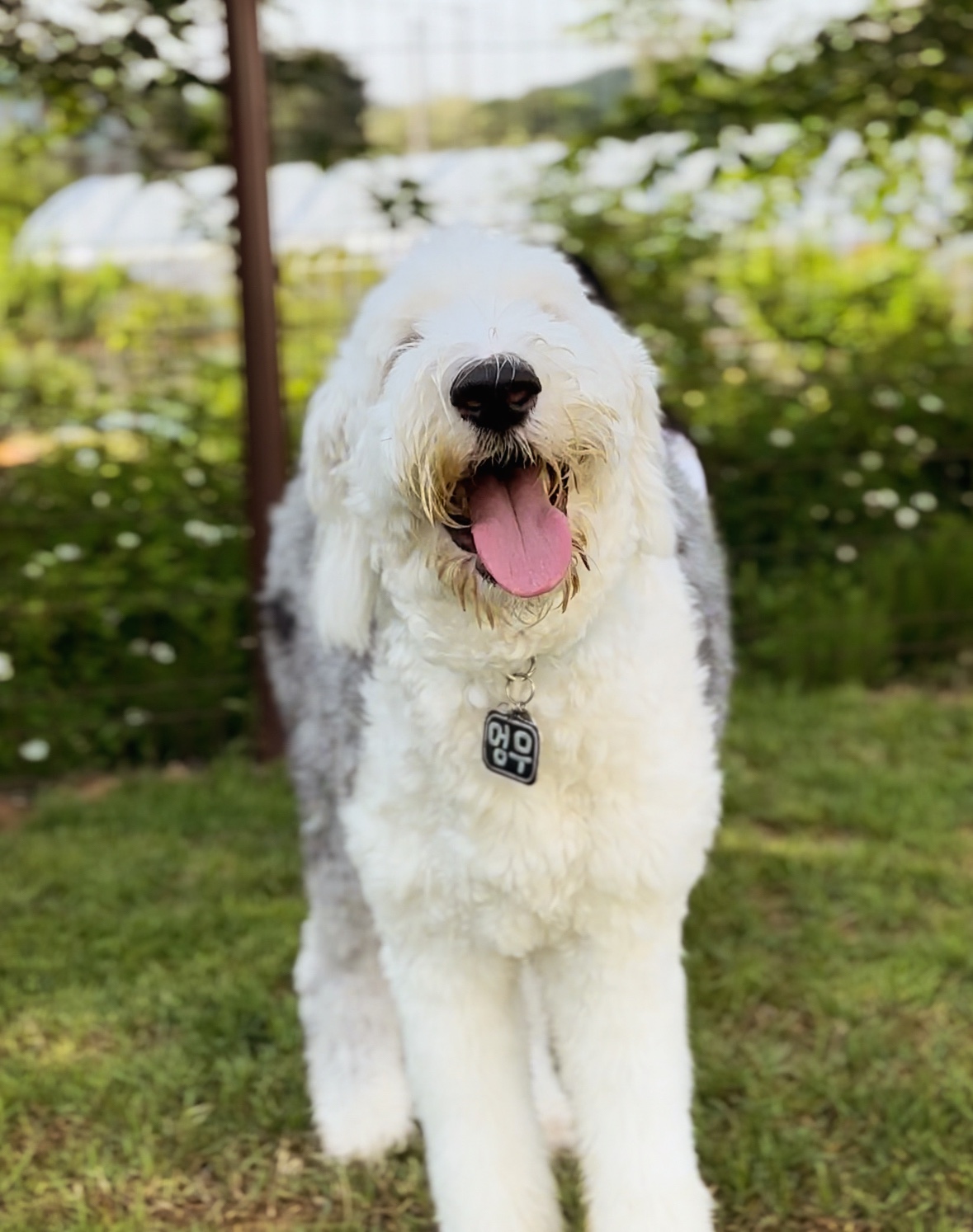 멍꿀잠 대형견호텔 대표 이미지