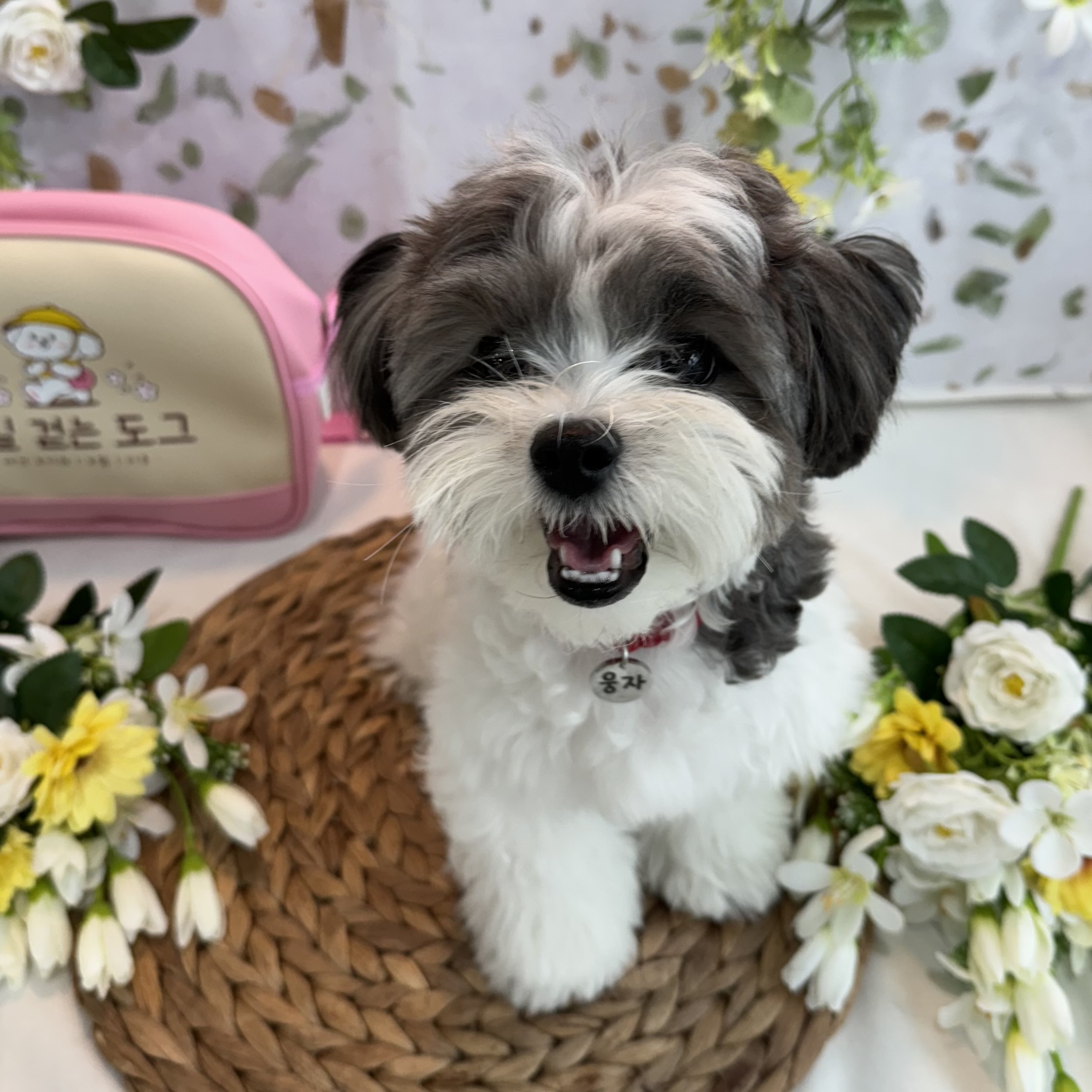 우리 강아지 유치원 대표 이미지